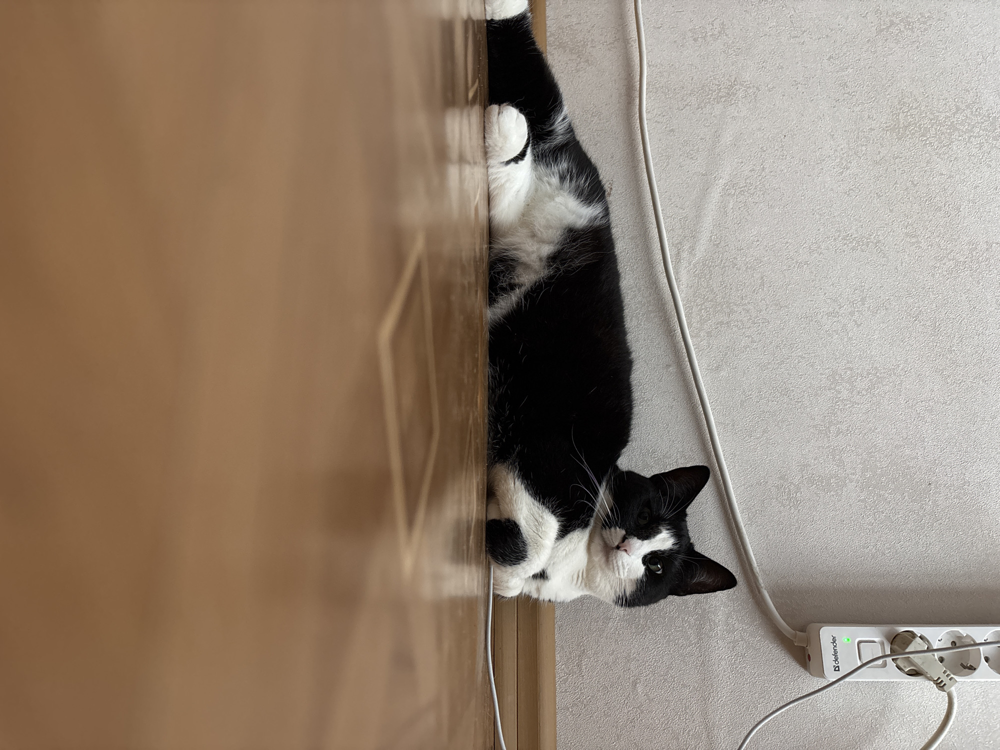 Cats and dogs at home on a quiet Saint Petersburg morning