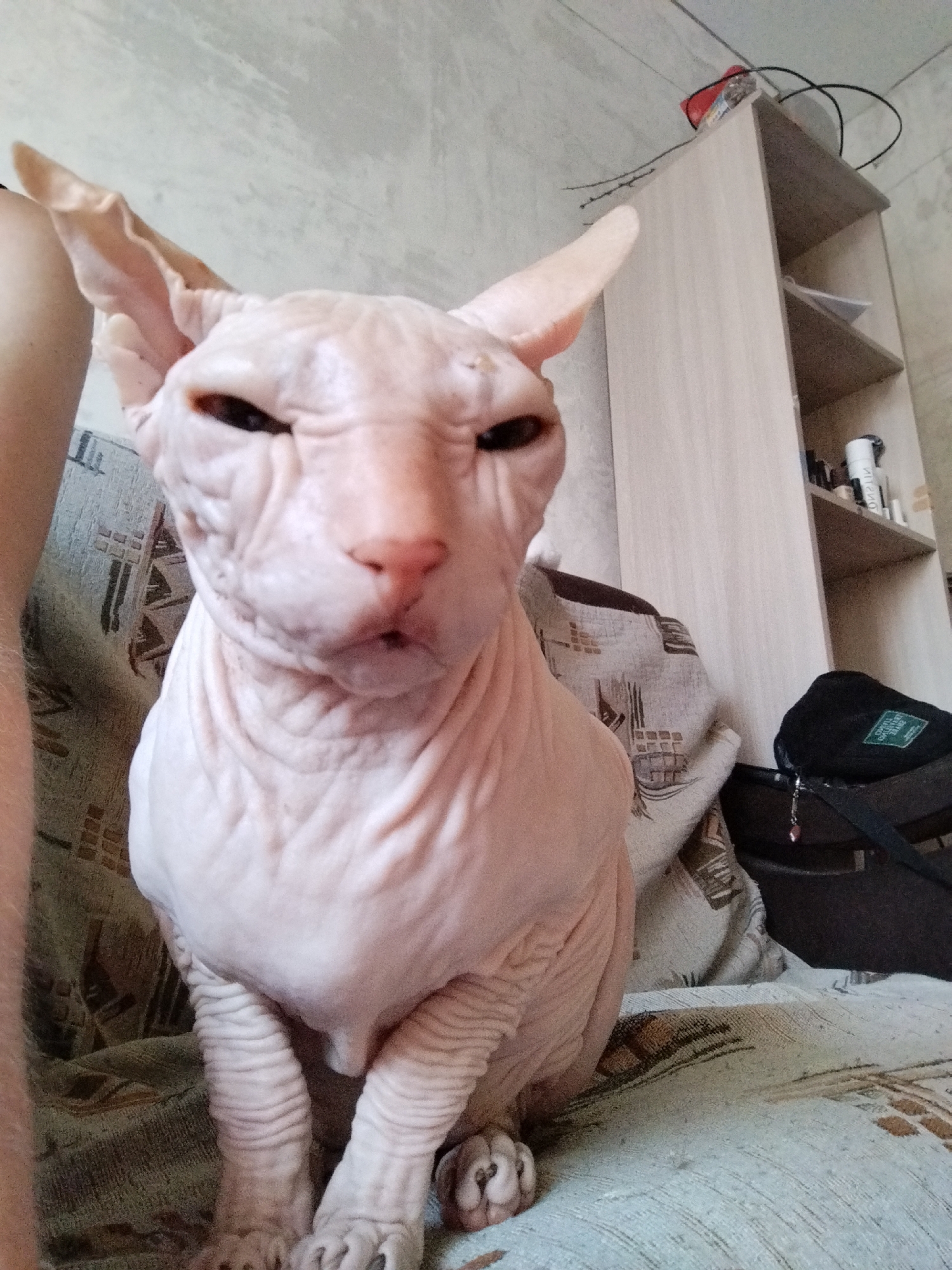Lazy summer afternoon in Zavodoukovsk, anchored by a Sphynx cat