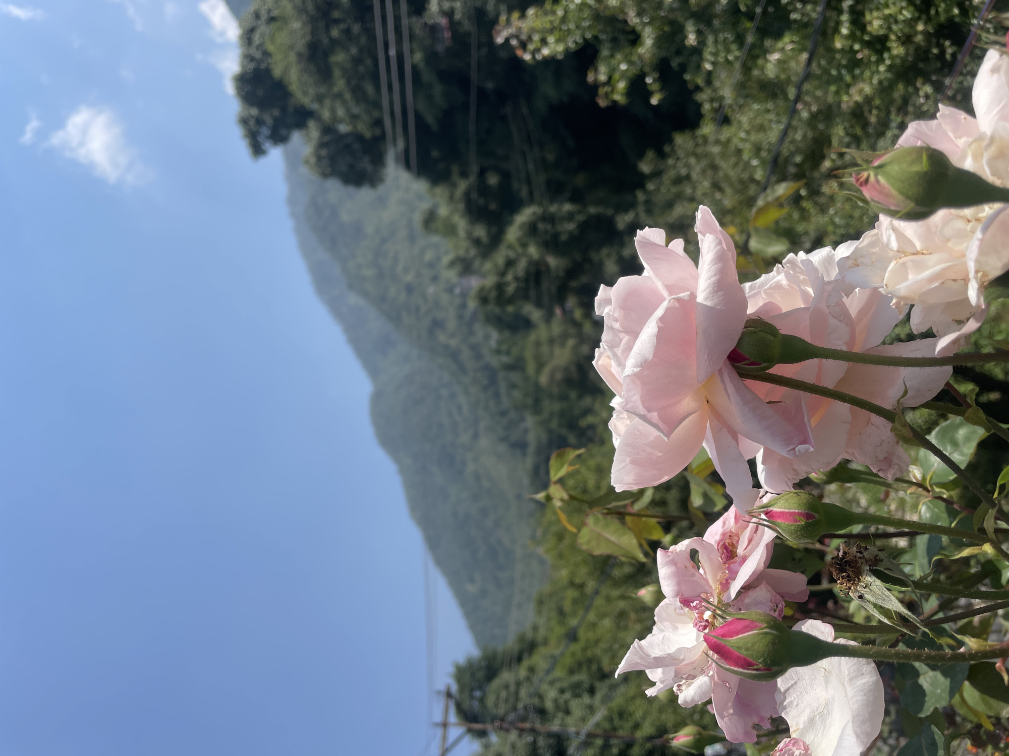 Morning scenes captured across Indian hill towns Bhagsu, Haini