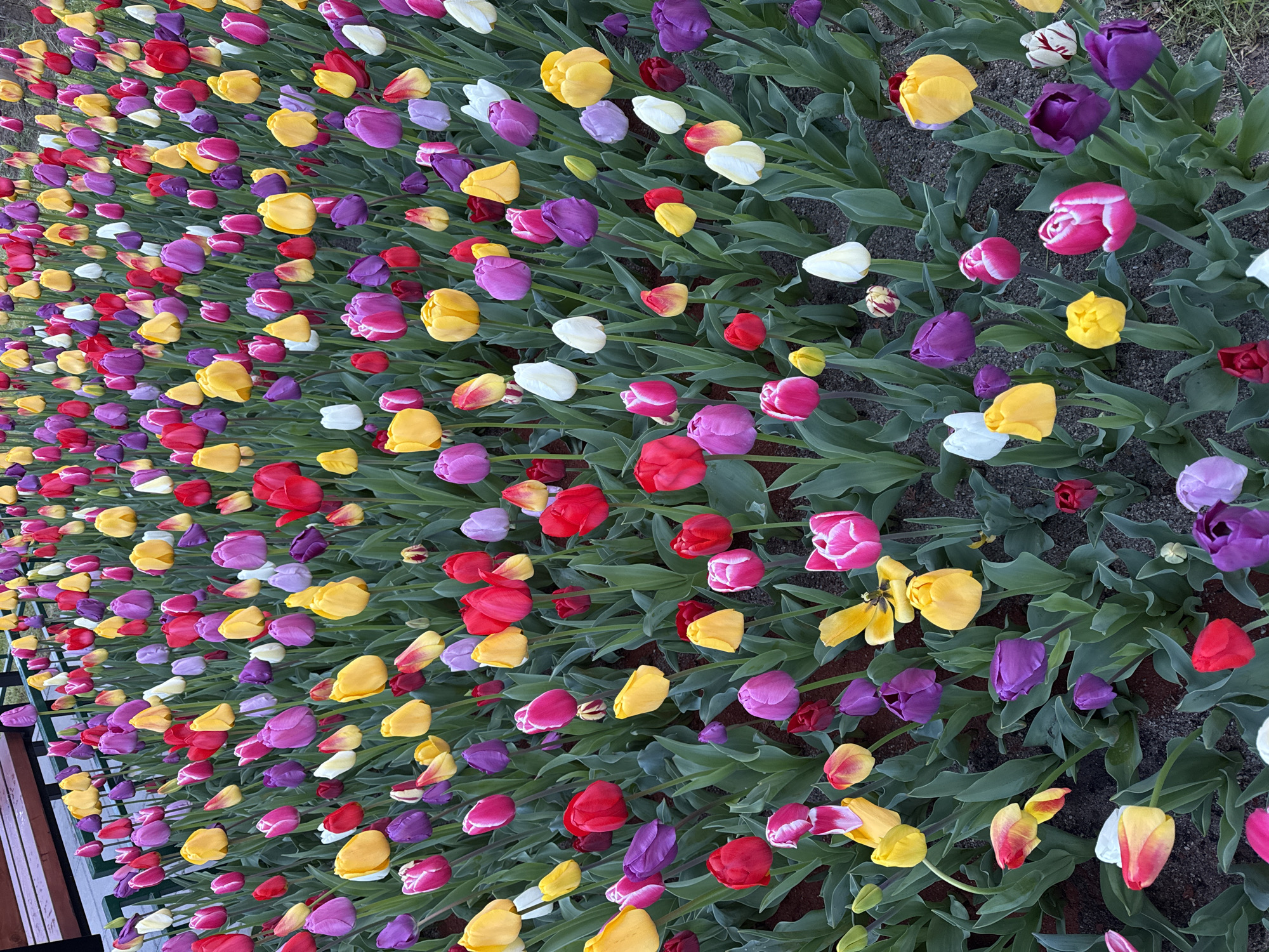 Spring tulip display draws observers in Sofia, Bulgaria