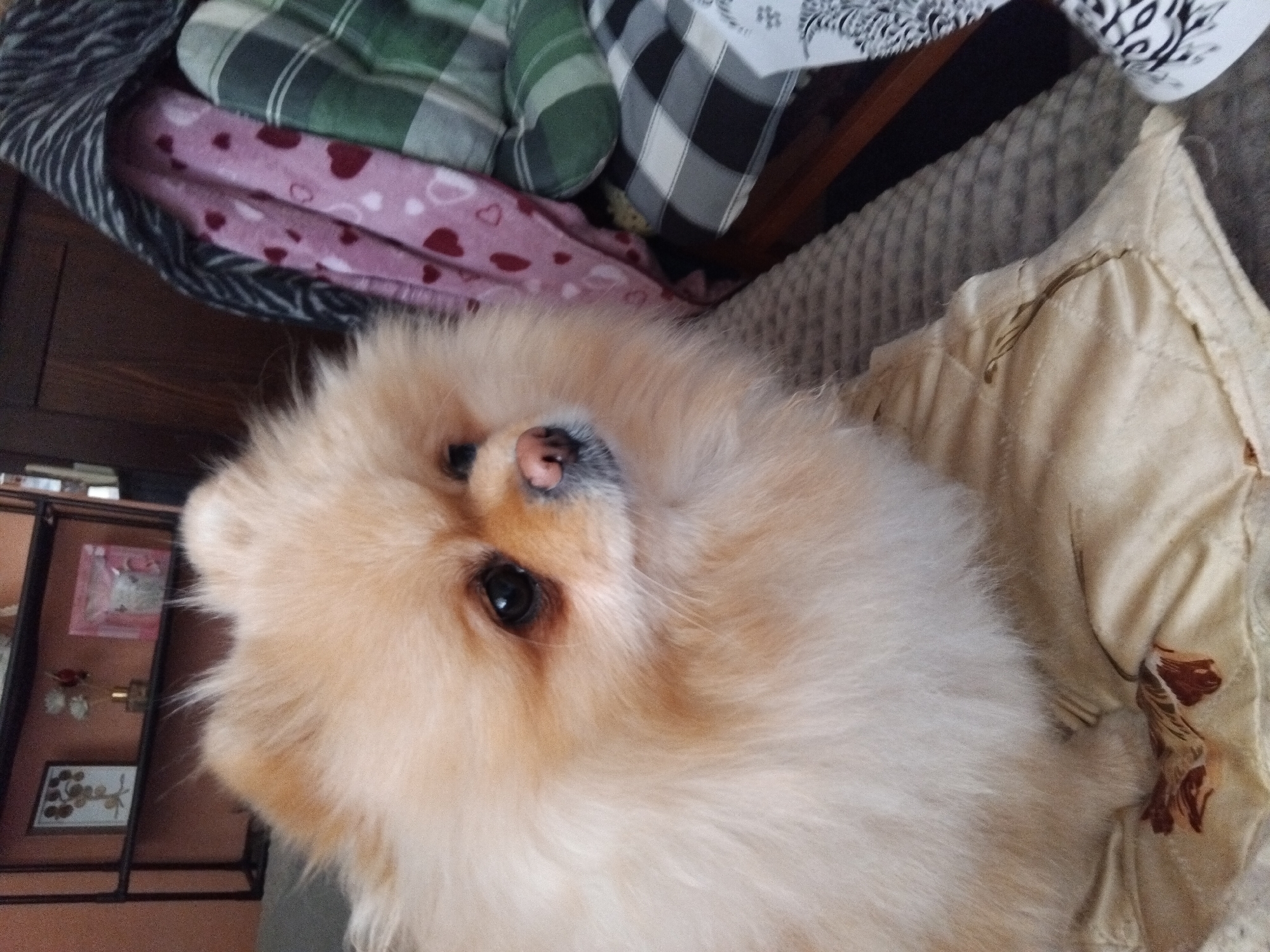Pomeranian dog rests peacefully in Bulgarian home morning scene