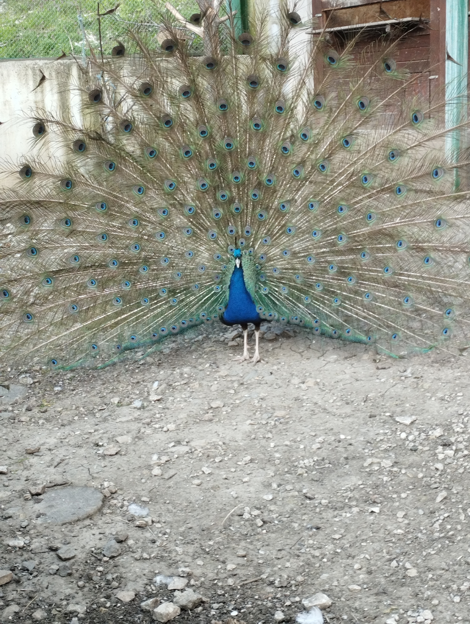 Peacock displays full plumage in outdoor enclosure