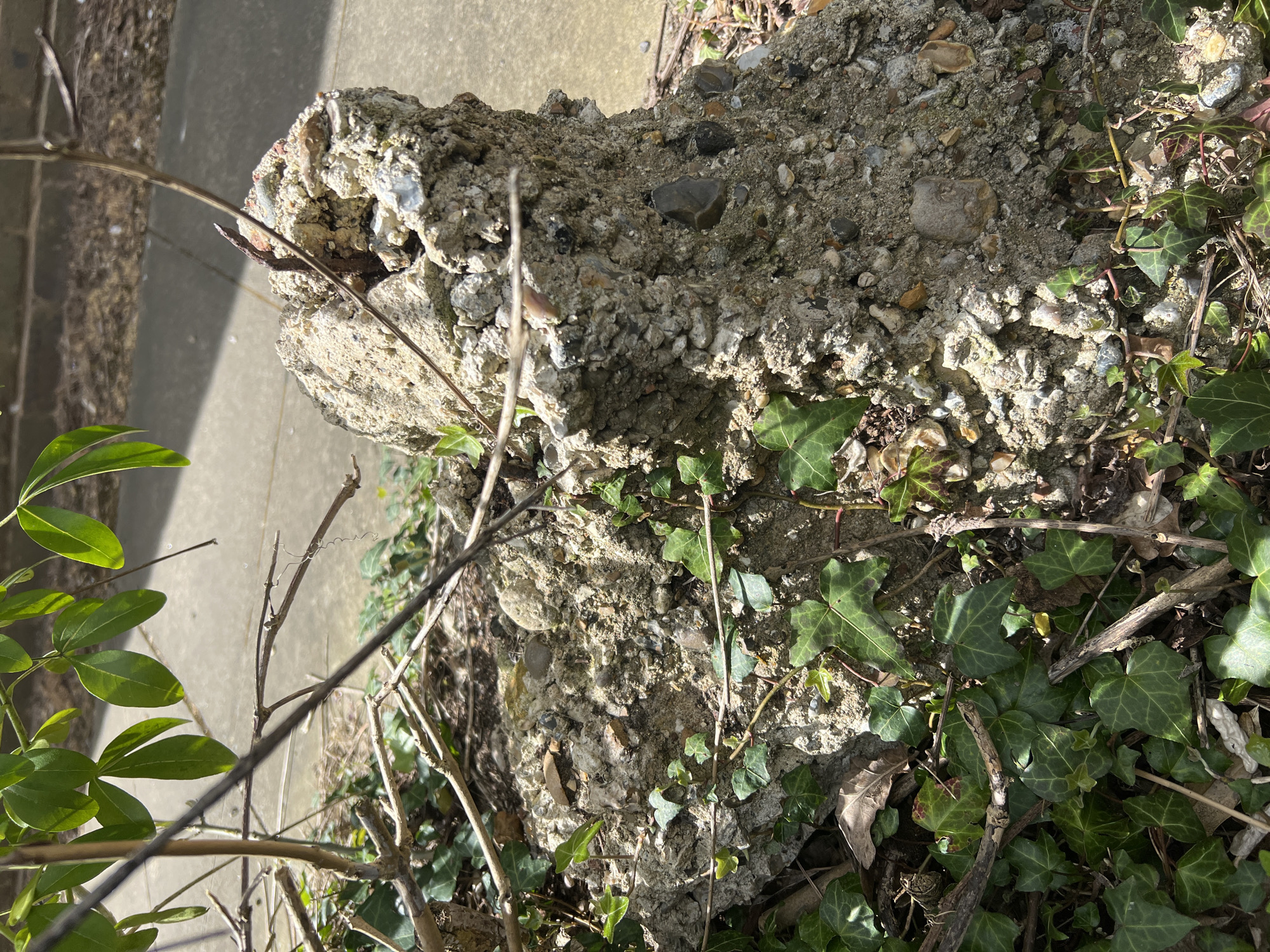 Vegetation-covered concrete block observed on pavement in Slough