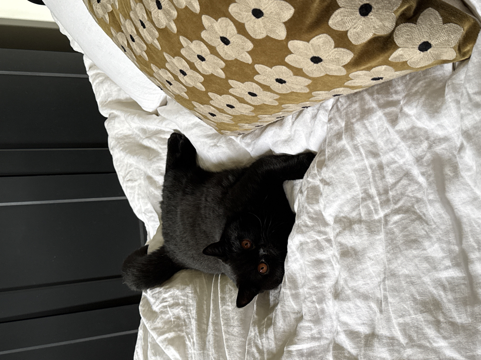 Black cat relaxes on London bed Thursday morning