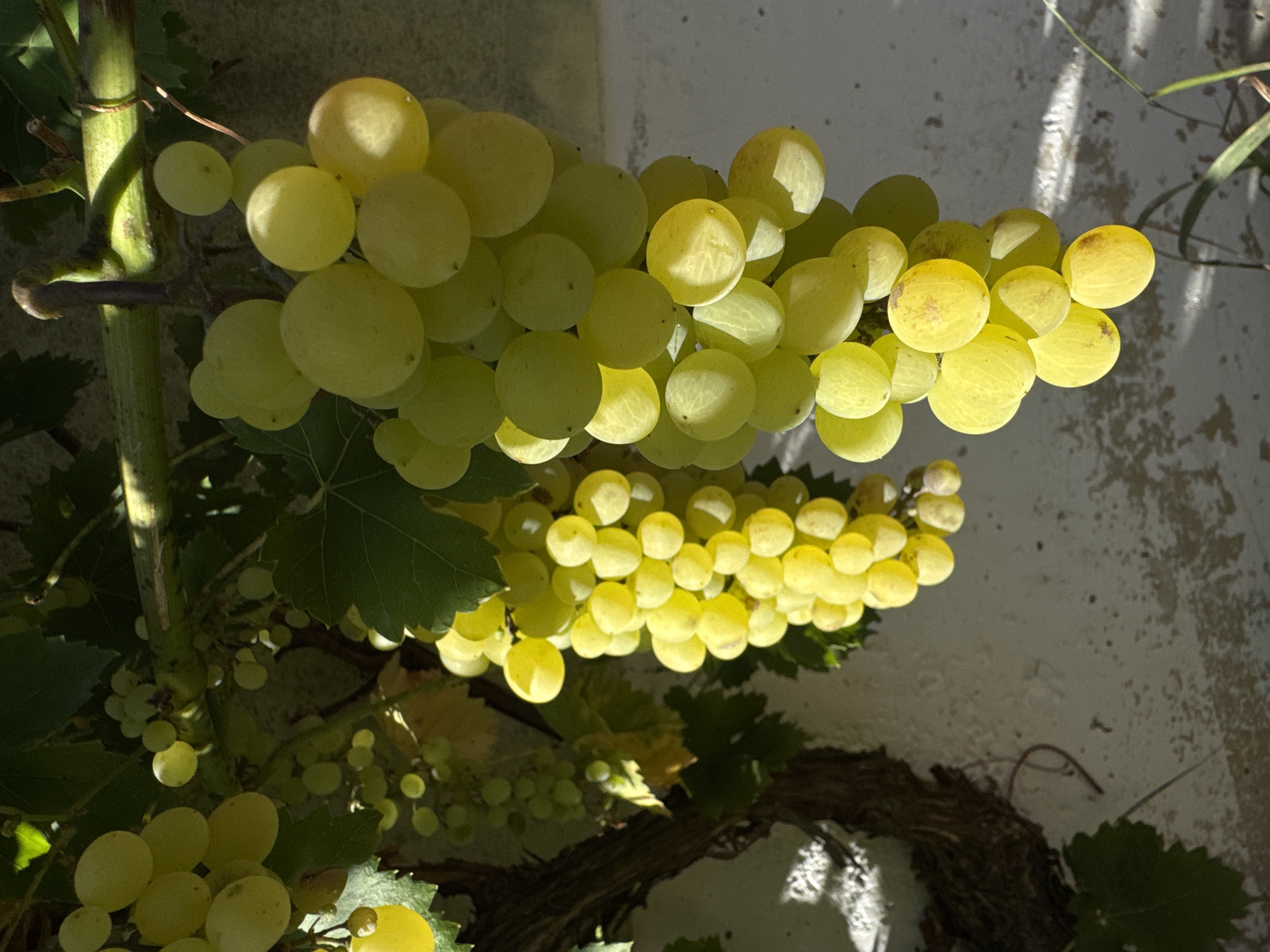 Ripe grape clusters on the vine, Wettstetten summer 2026