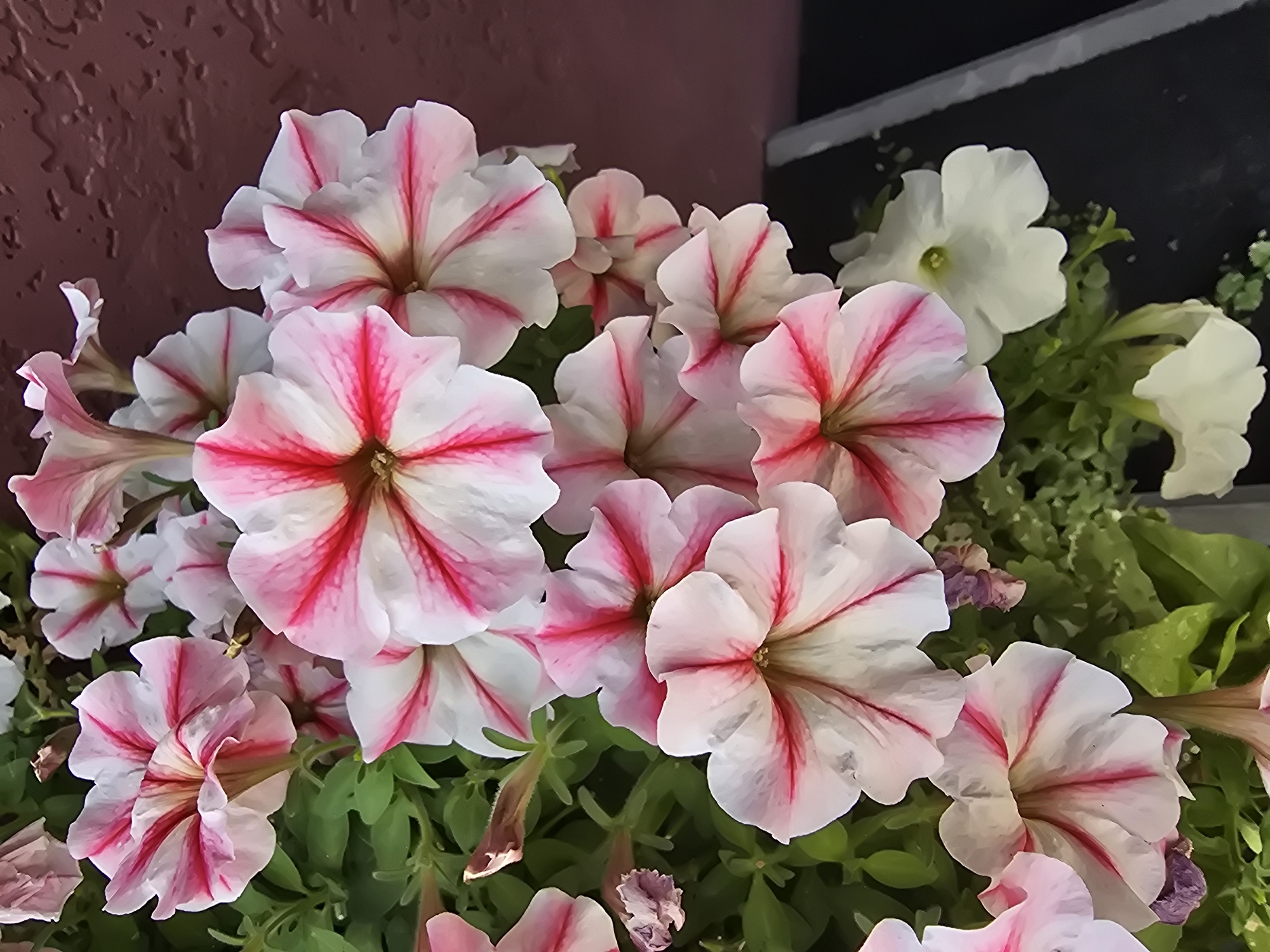 Summer garden flowers and street planters near Kyiv suburbs