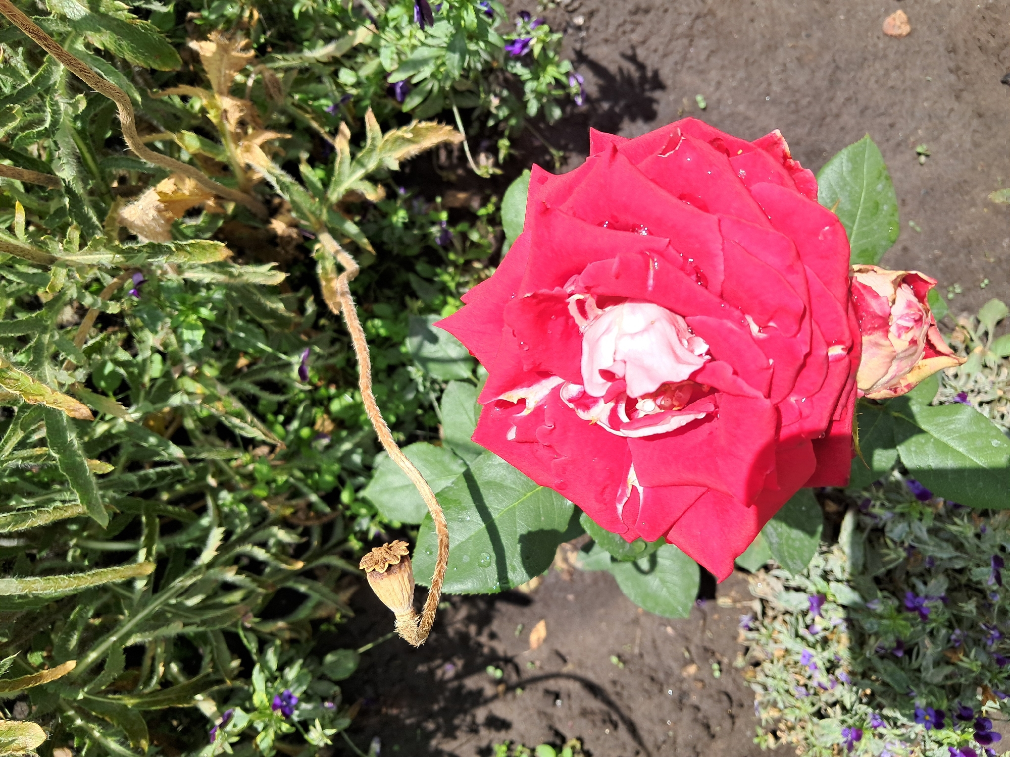 Garden blooms and growing vegetables in Kremenchuk home garden