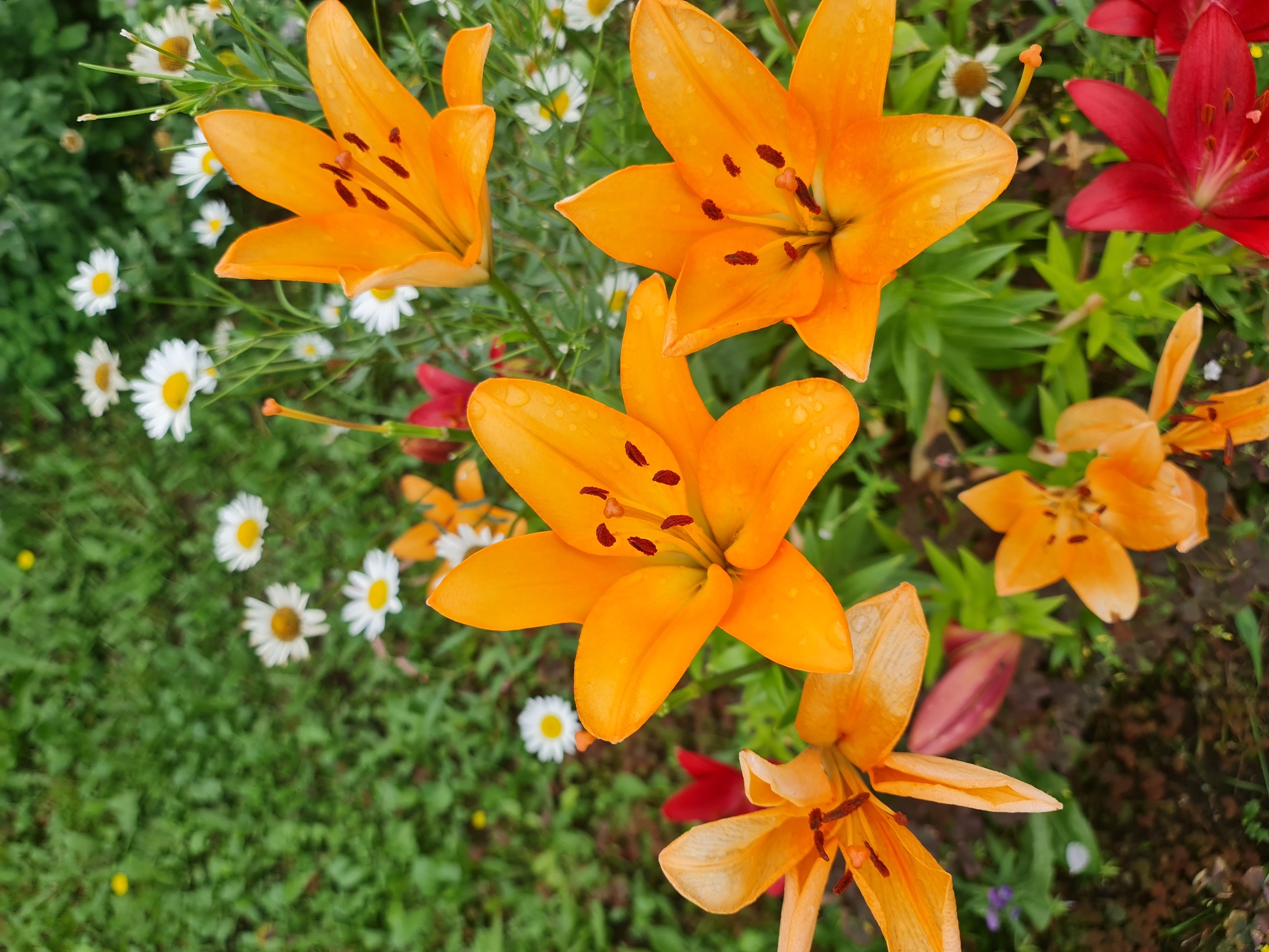 Angarsk summer garden in full bloom, flowers everywhere