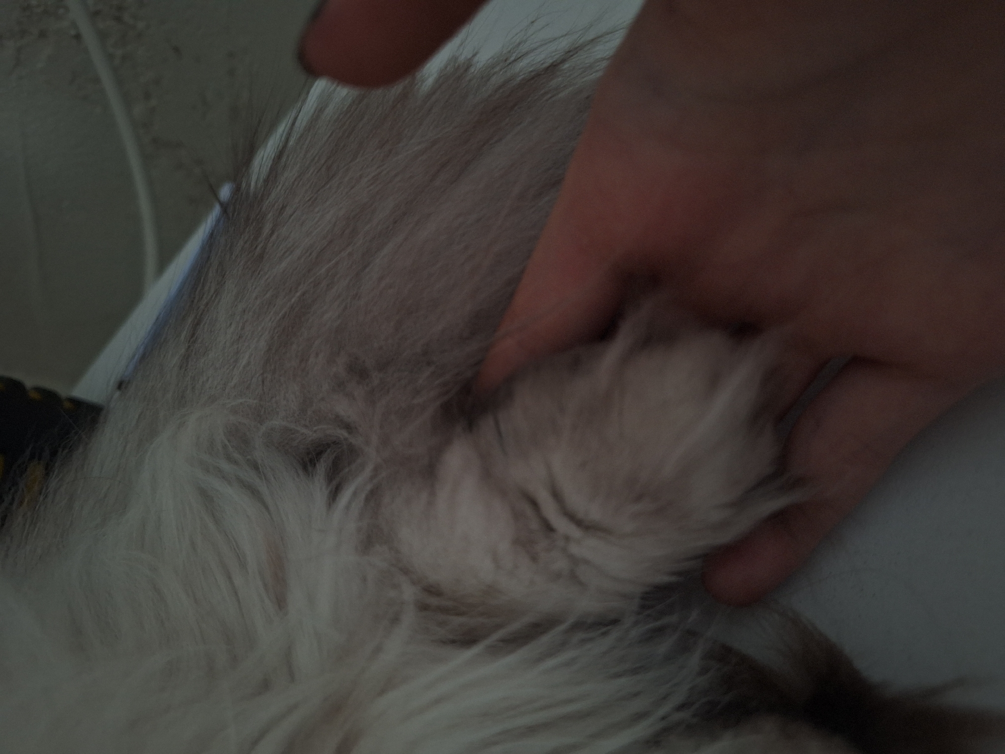 Pet owner documents quiet moments with fluffy cat in Bulgaria