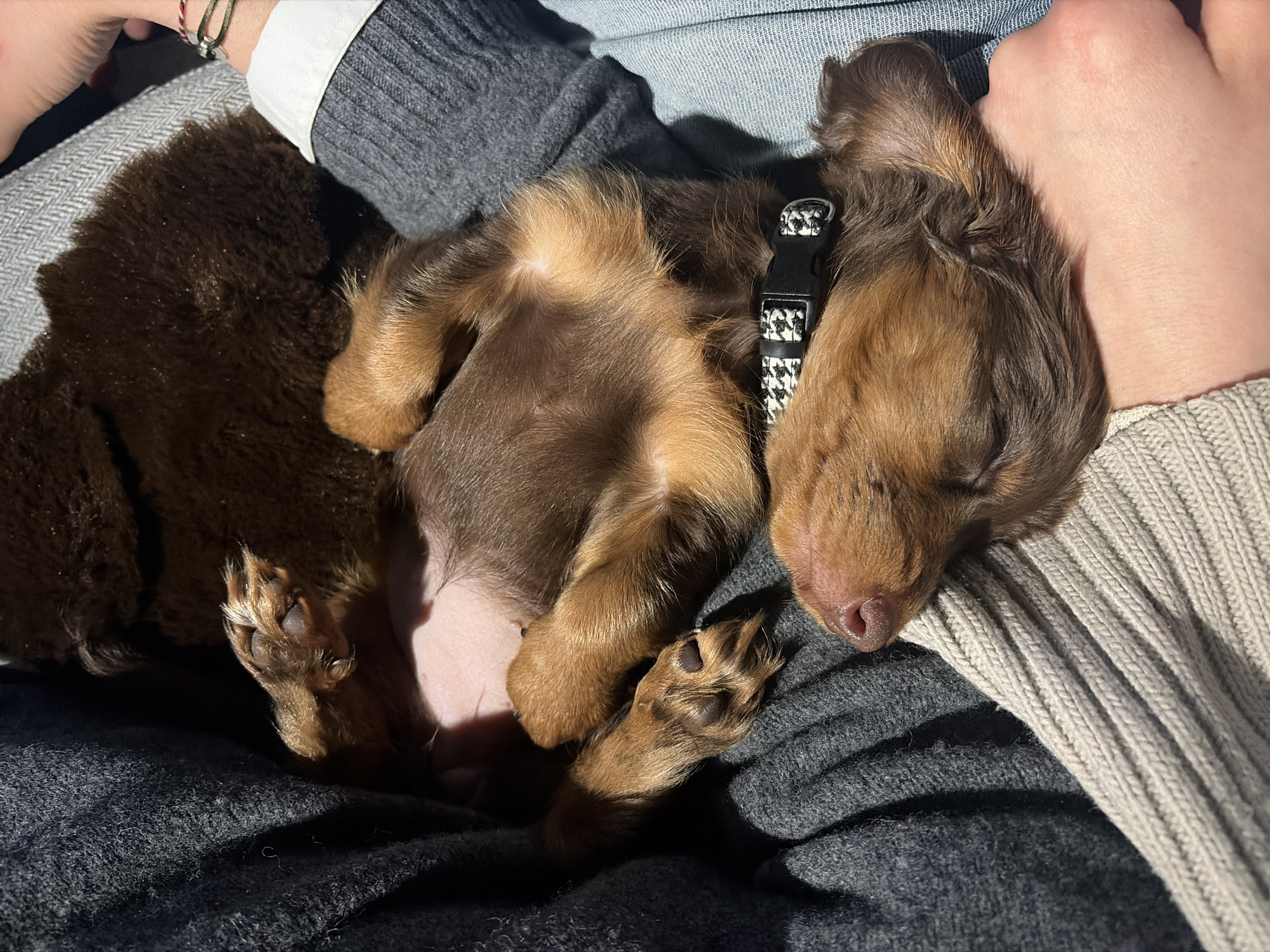 Dachshund puppy relaxes belly-up in owner's lap, Montreal