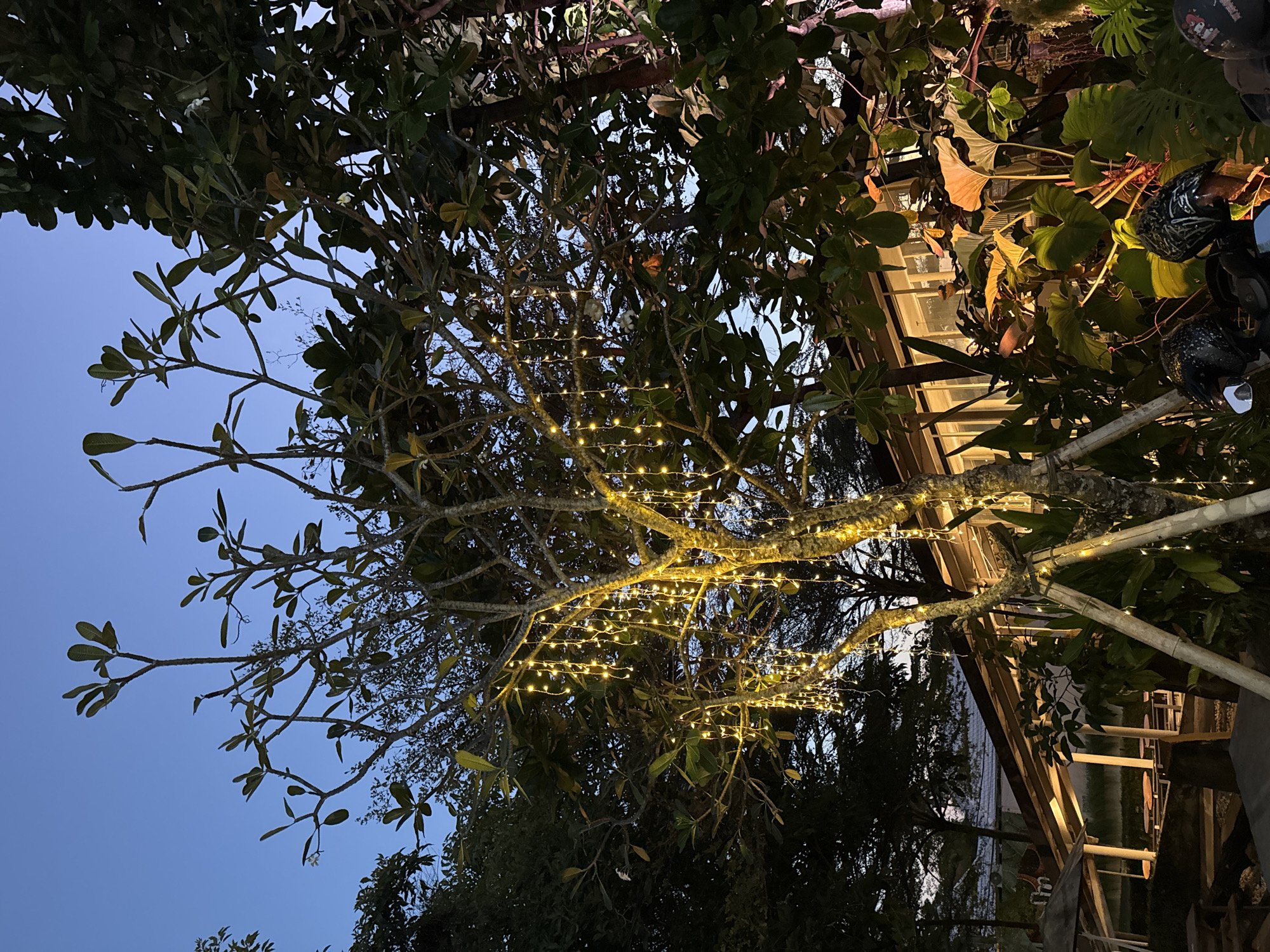 Inside a theatrical botanical bar-restaurant in North Kuta, Bali