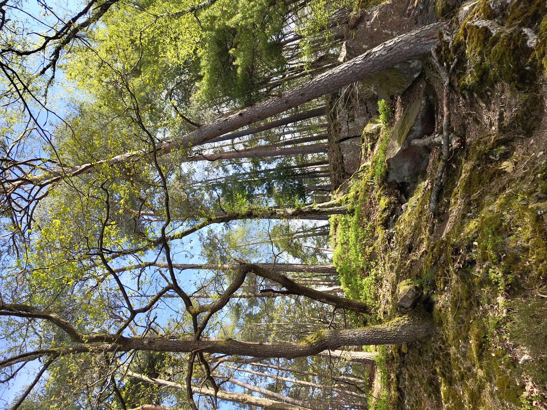 Morning forest hike documented through Mettlach trails and overlooks