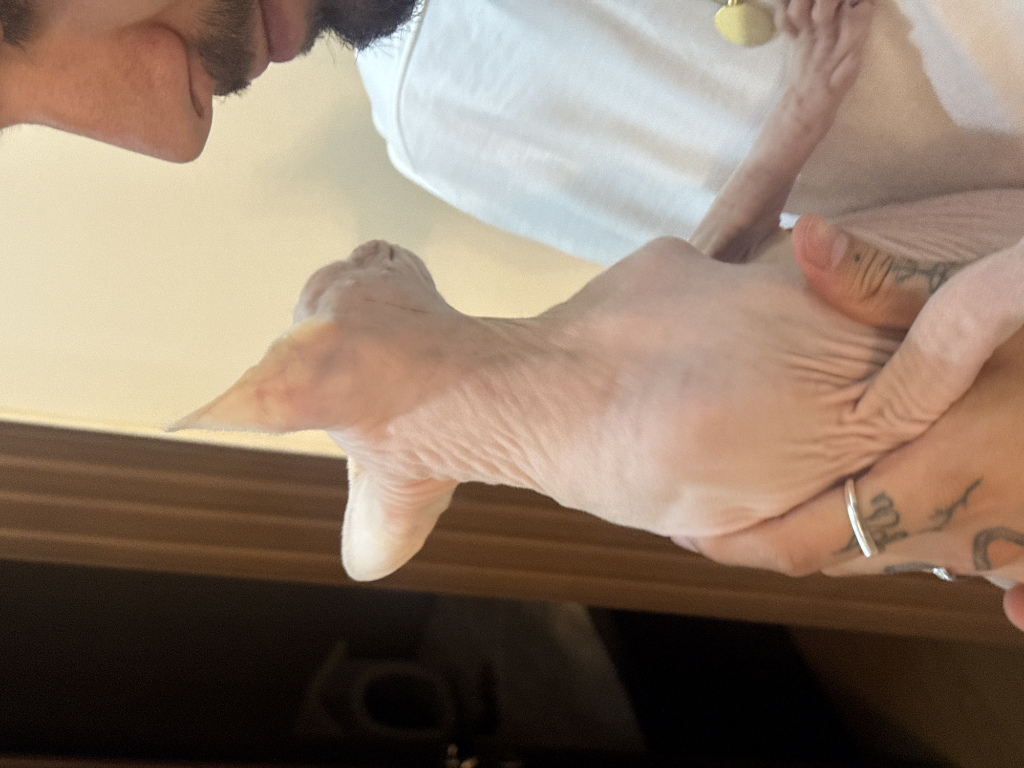Yerevan dinner party with a Sphynx cat in attendance