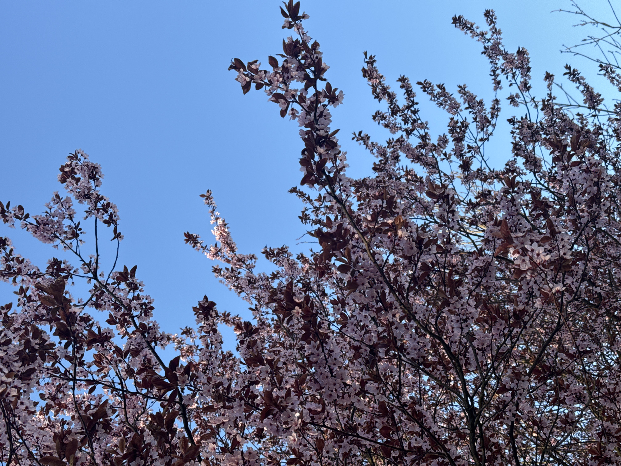 Spring flowering tree documented in early morning Łódź