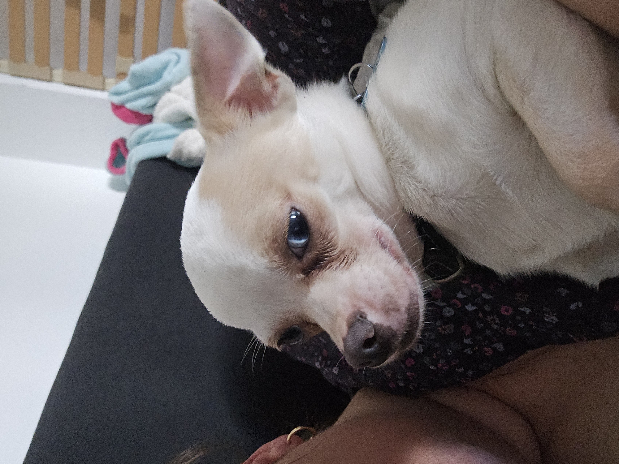 Small white dog photographed resting indoors in Hem, France