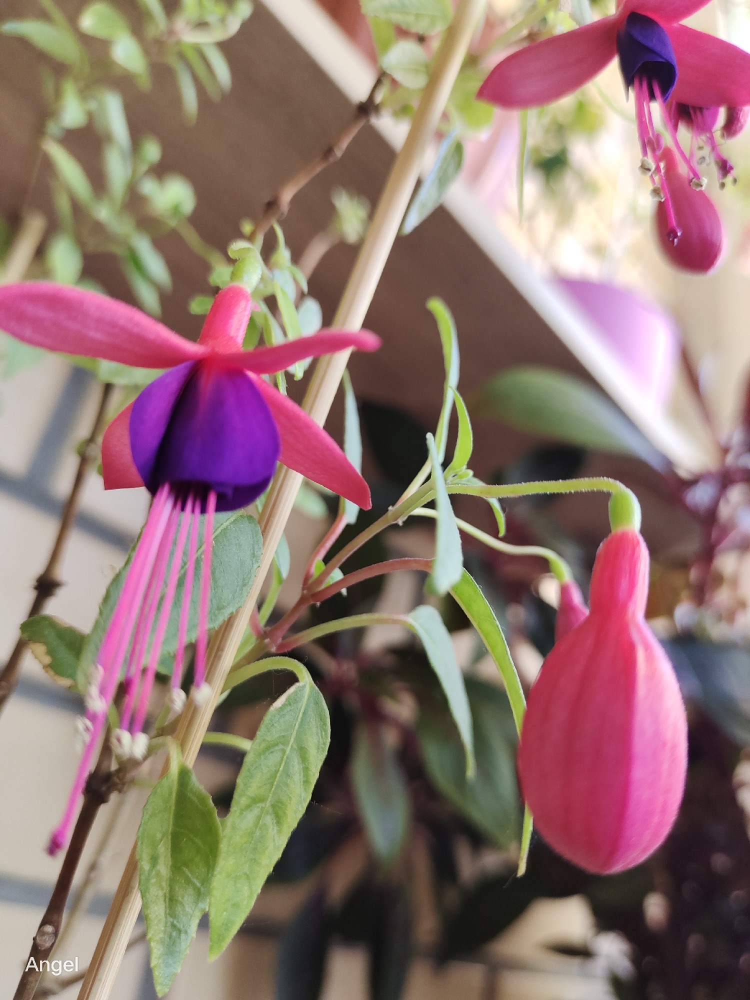 A quiet morning at home, flowers to skyline views