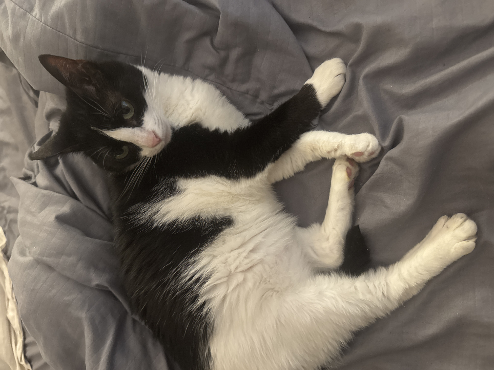 Black and white cat relaxing on a gray blanket at home