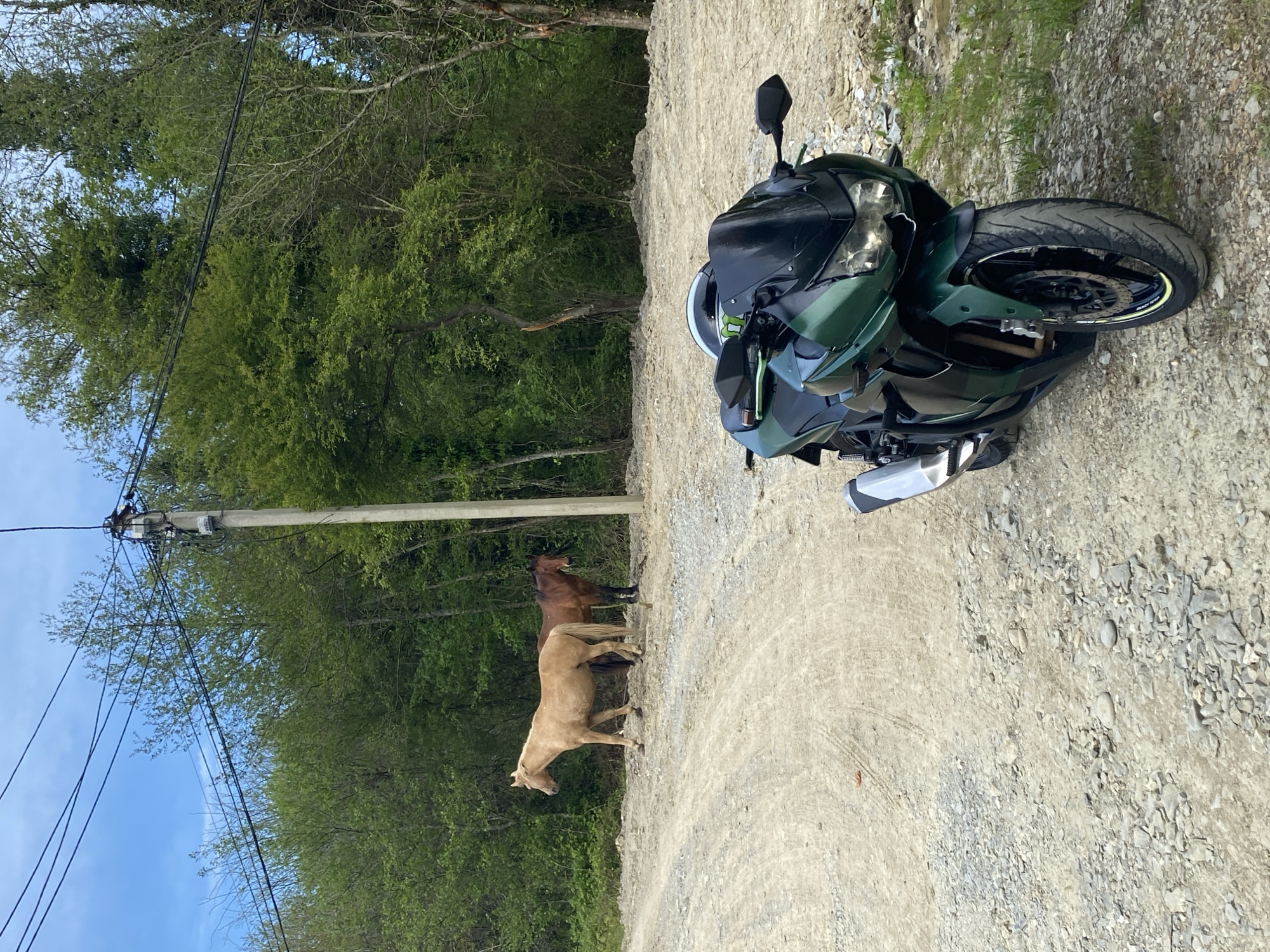 Motorcycle, horses share dirt road in wooded Sochi area