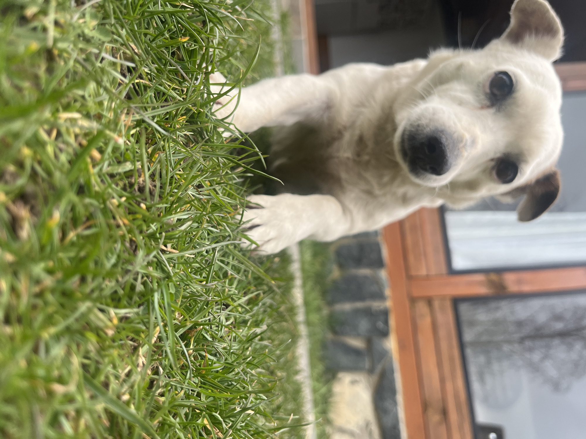 White dog spotted playing around homes in Vladaya, Bulgaria