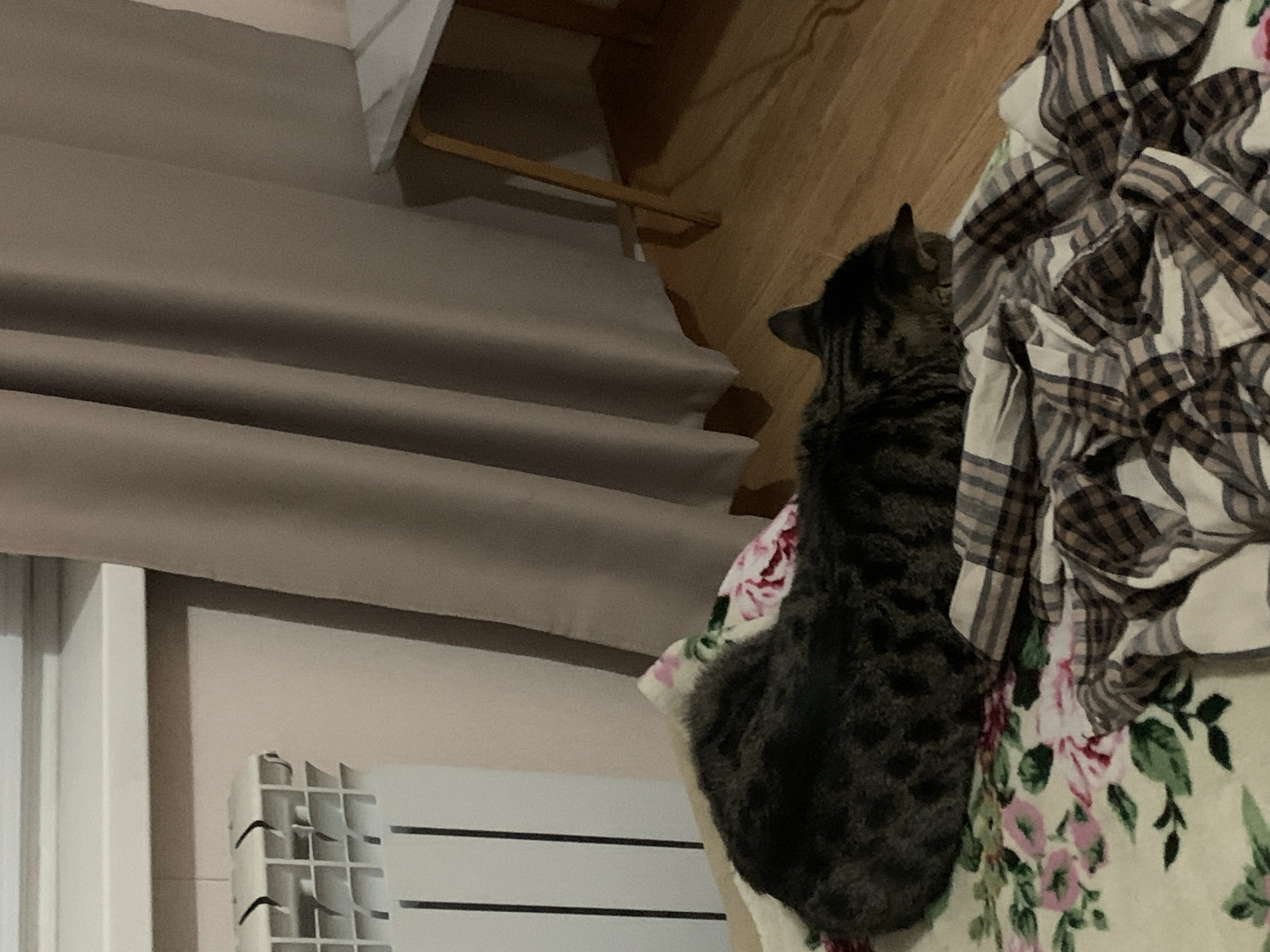 Tabby cat photographed indoors in Stavropol, Russia