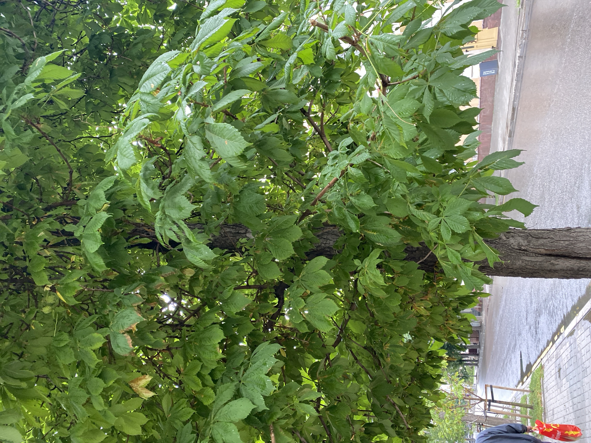 Rain-wet leaves on a city tree in Voronezh