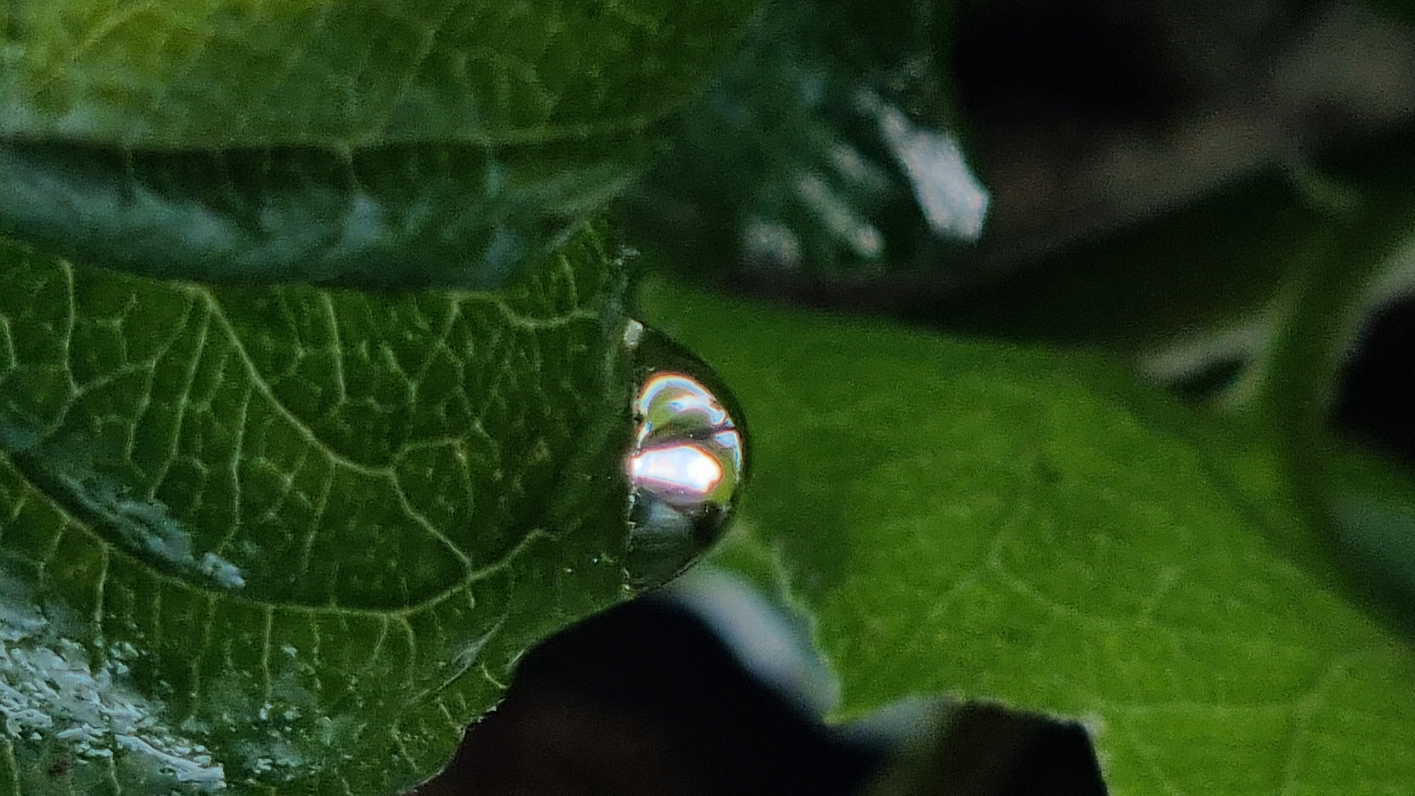 Post-rain macro photography in a Vysokoe garden, June 2026