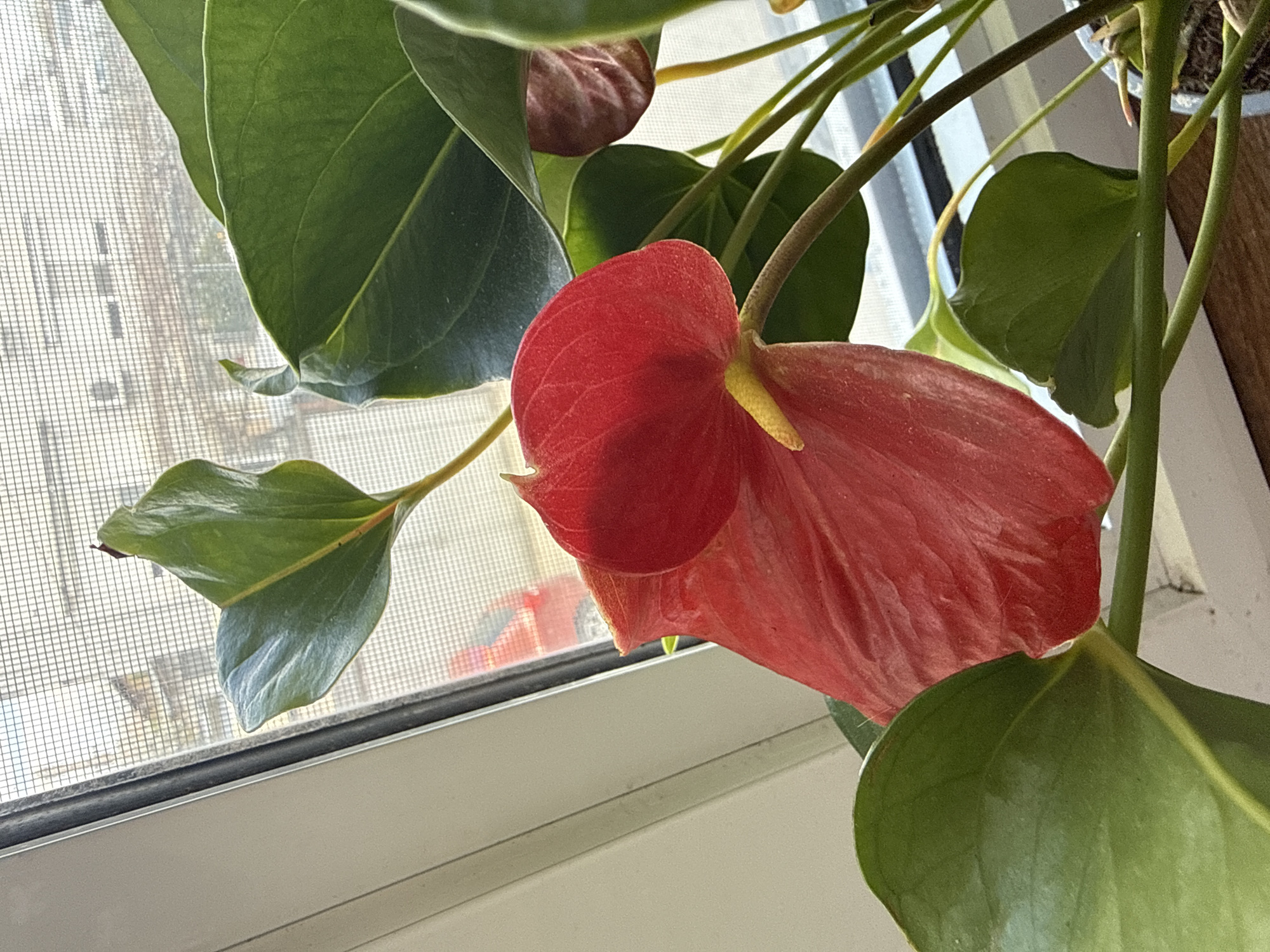 Spring blooms brighten Bulgarian home windows