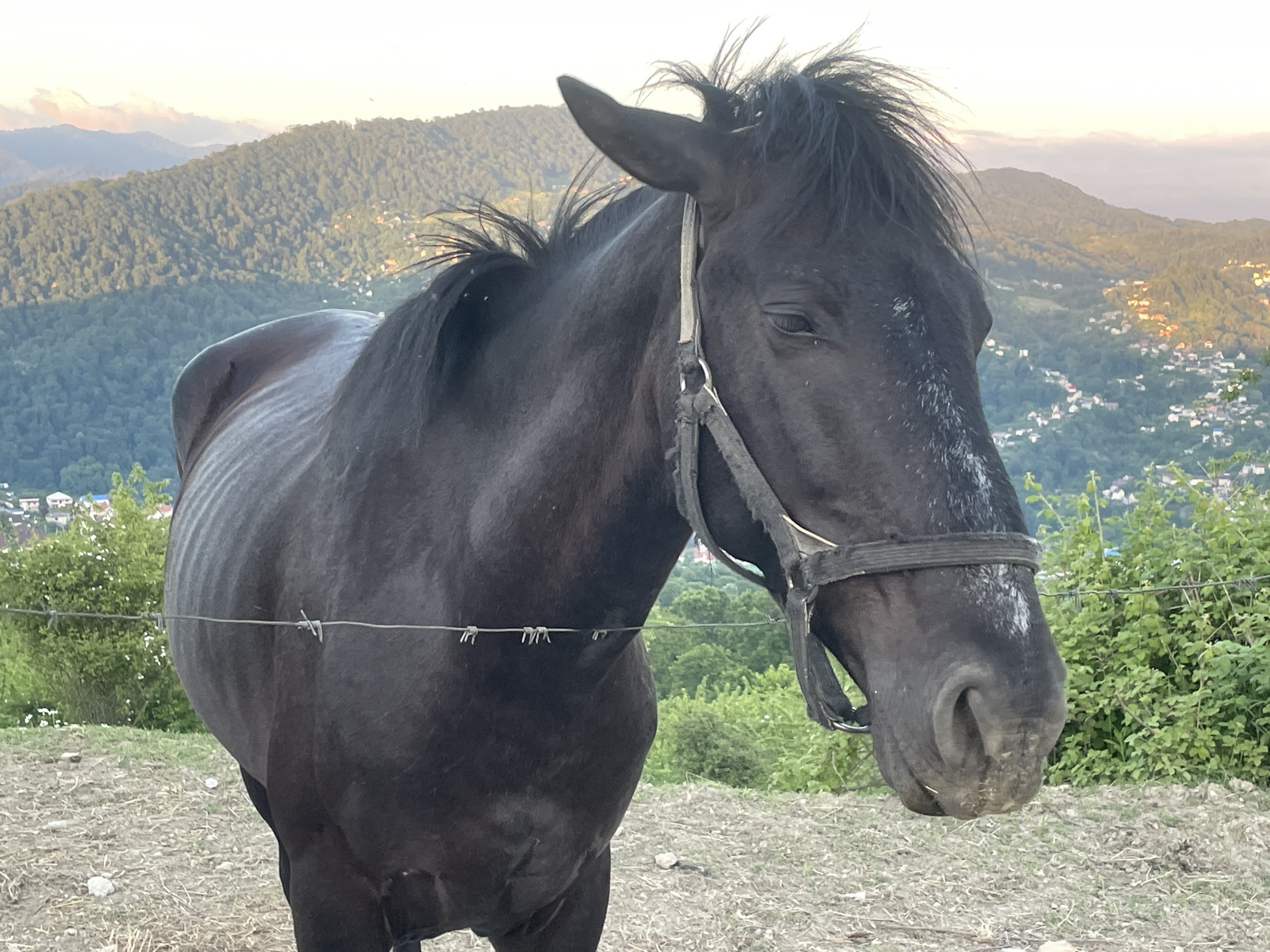 Spending time with horses on a hillside outside Sochi