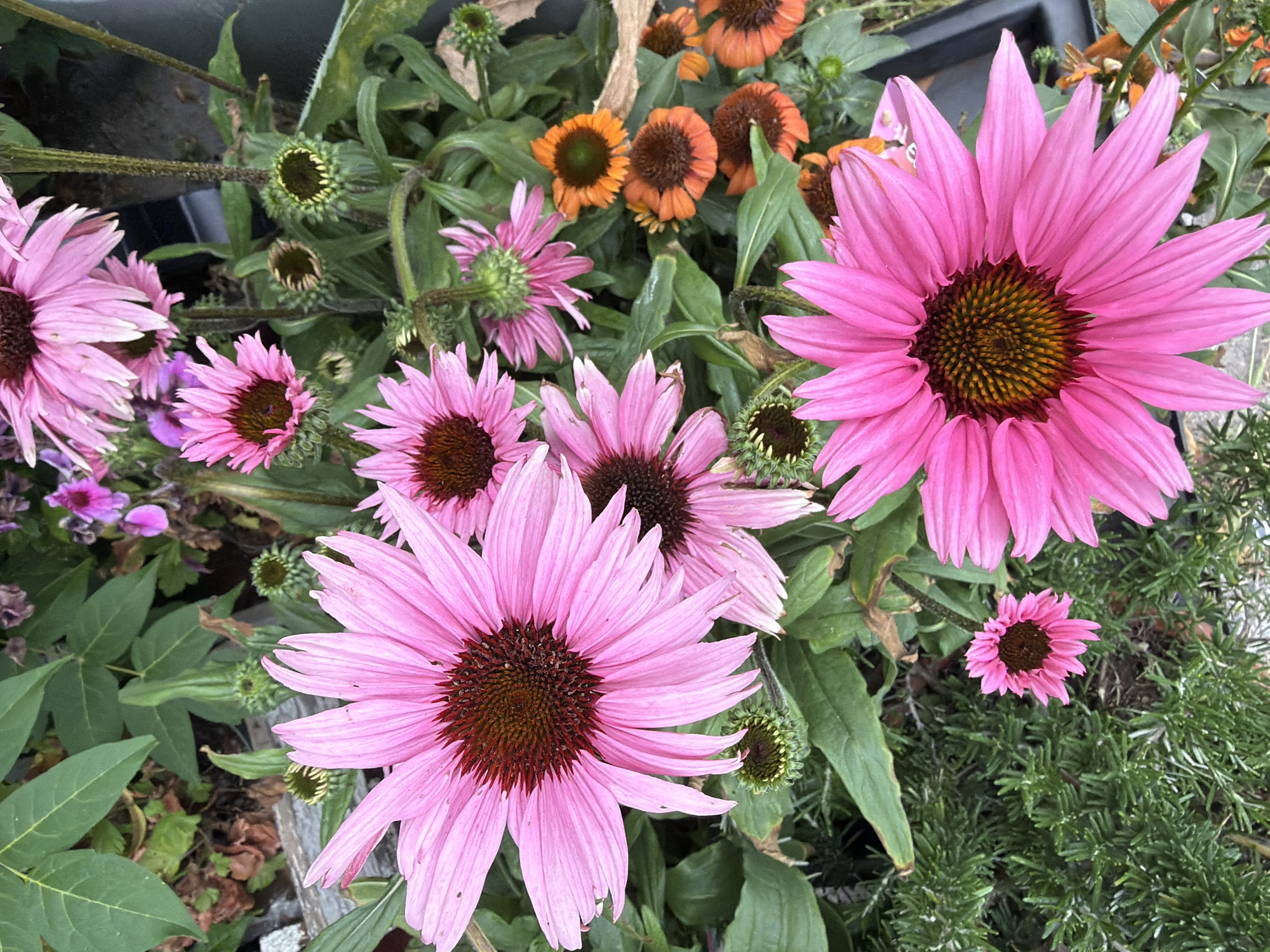 Close-up garden florals from Sofia: coneflower, oleander, bindweed