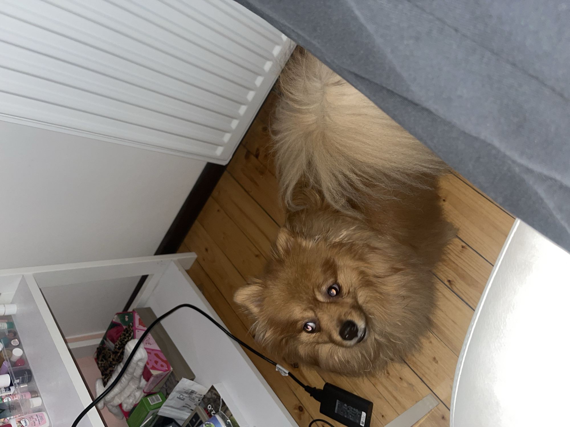 Pomeranian dog spotted on wooden floor in Pernik home