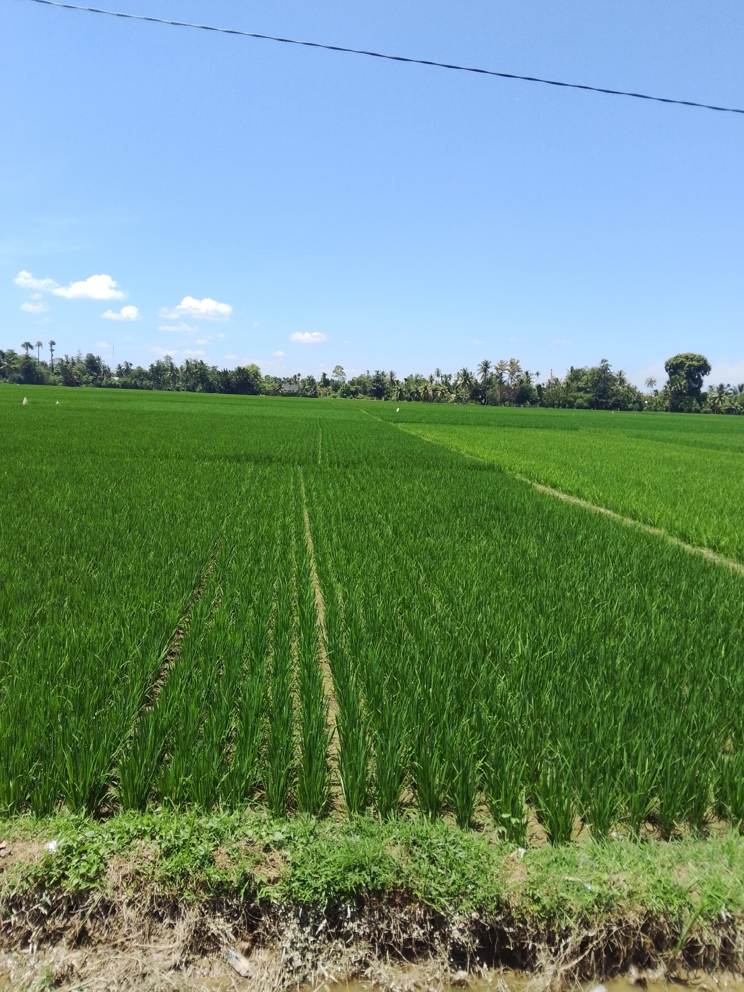 Keudejungkagajah, Indonesia