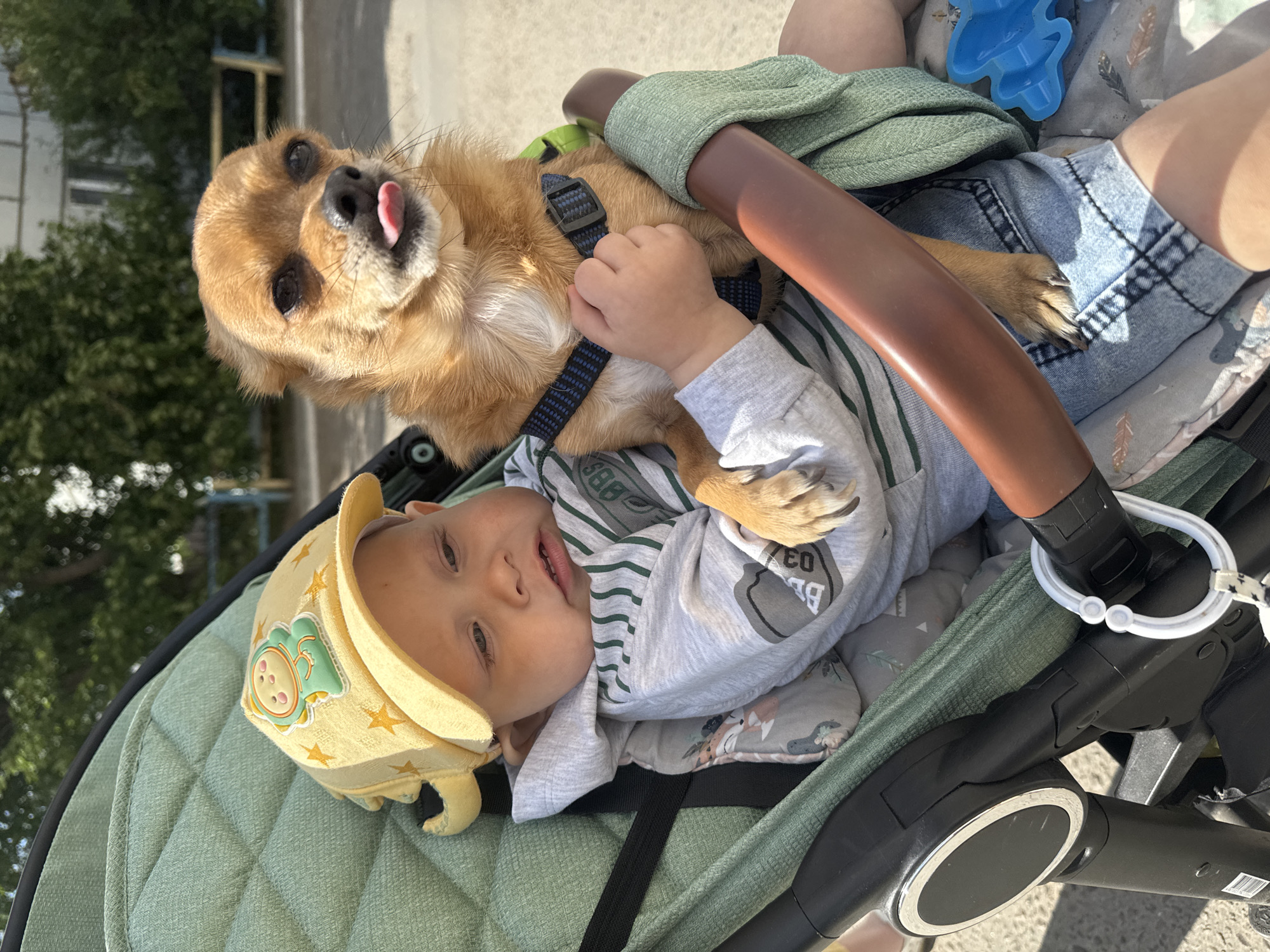 Woman pushes stroller with infant and small dog in Chaikovsky