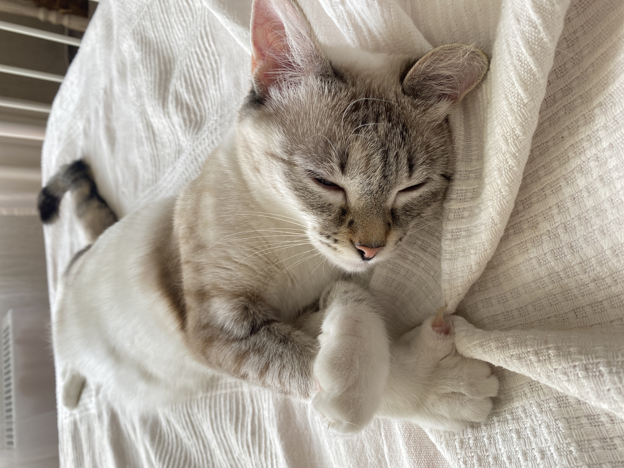 Tabby cat with blue eyes sleeps on blanket in Yekaterinburg