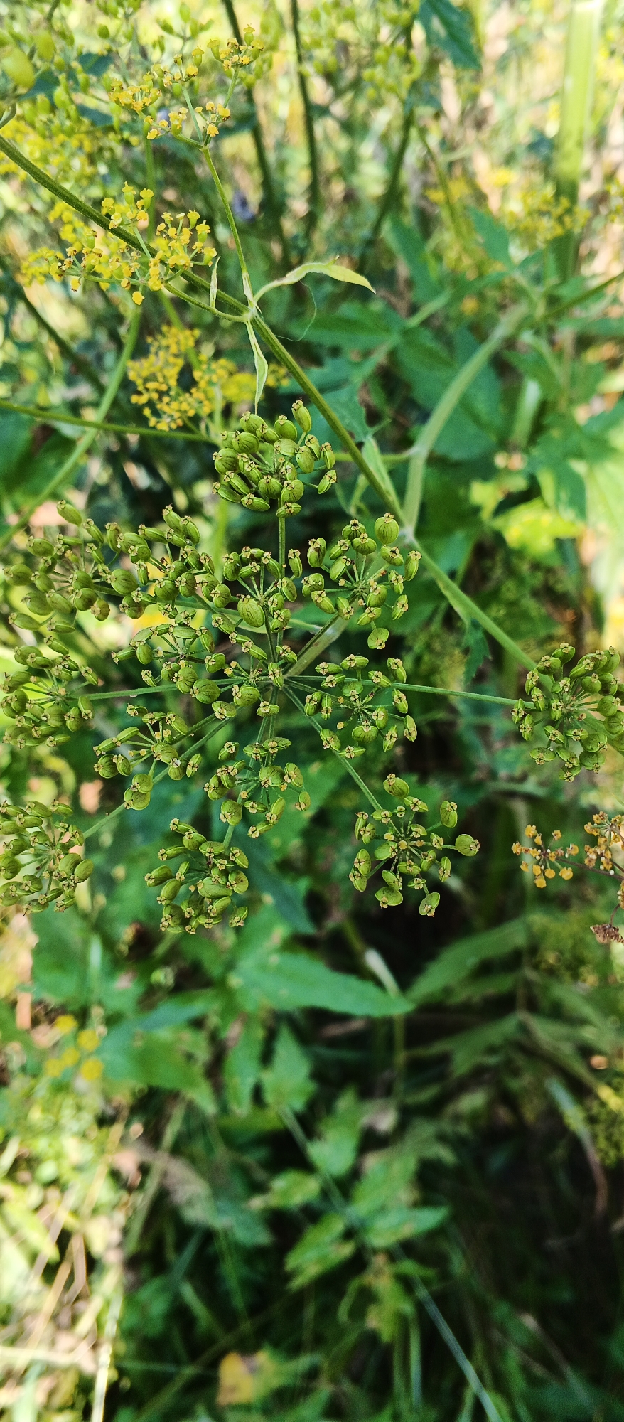 Summer afternoon in Izhevsk: wildflowers, streets, and everyday life