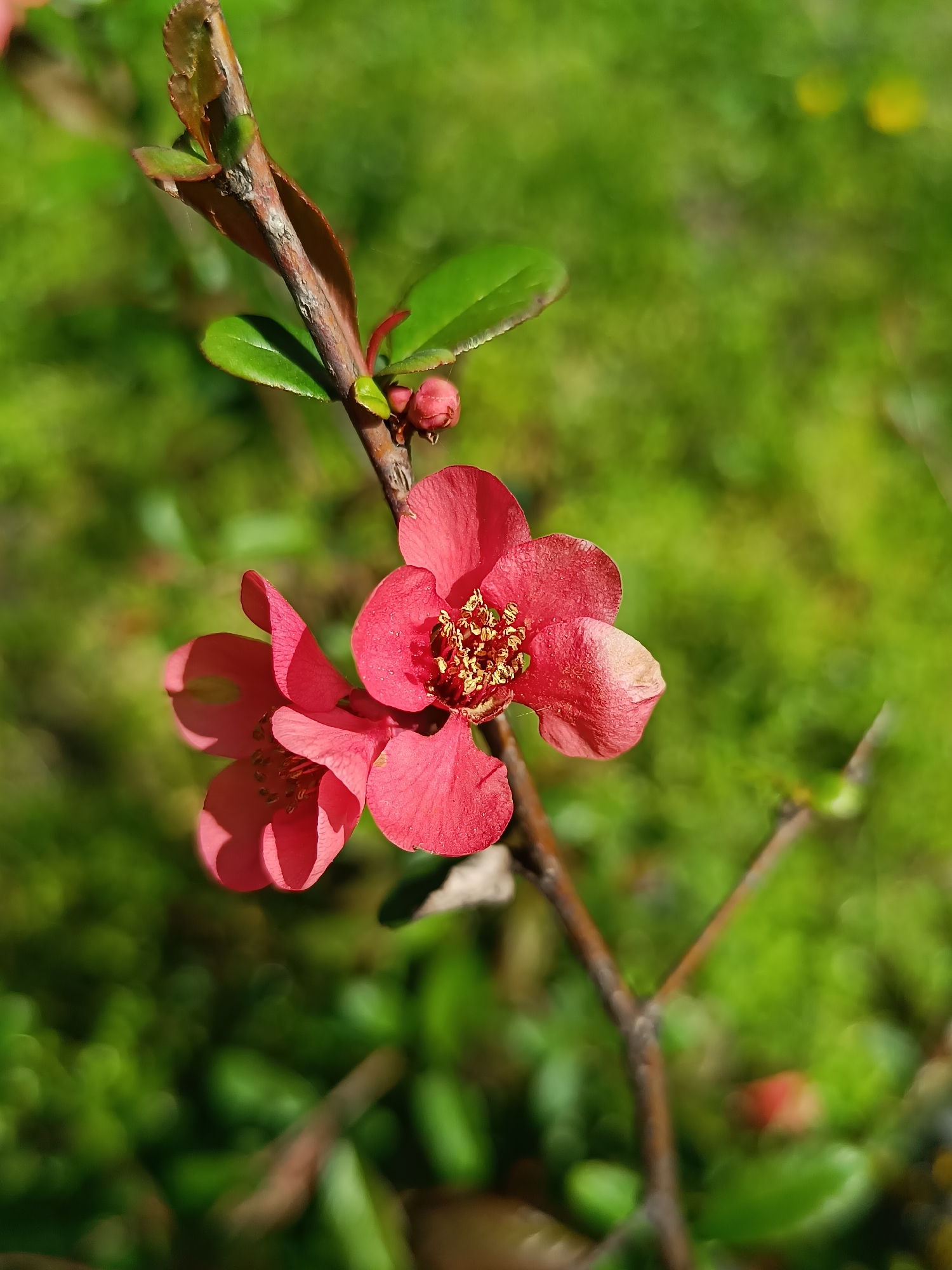 Spring flowers and seed pods documented in Pleven, Bulgaria