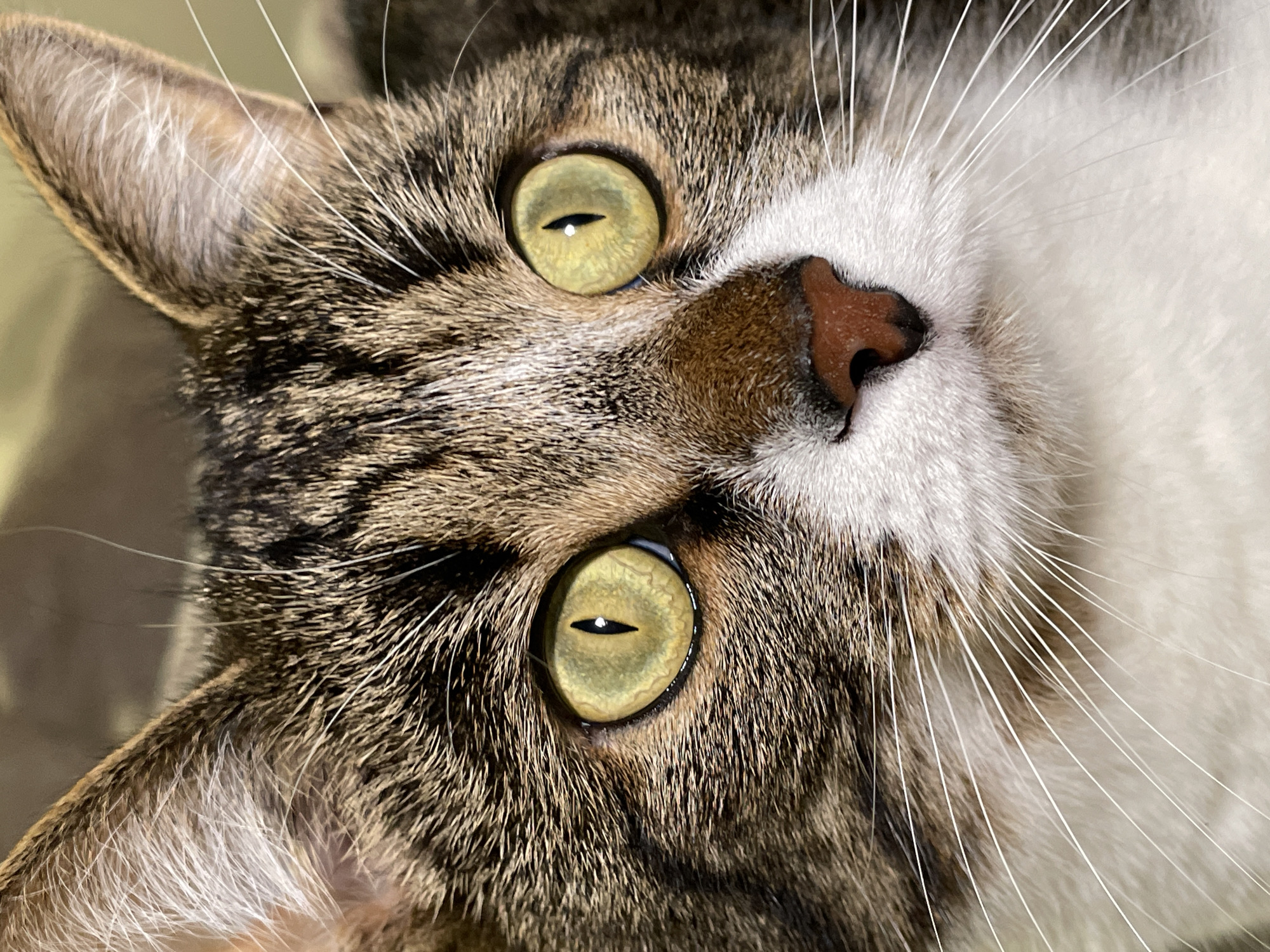Tabby cat photographed upside-down in Izhevsk, Russia