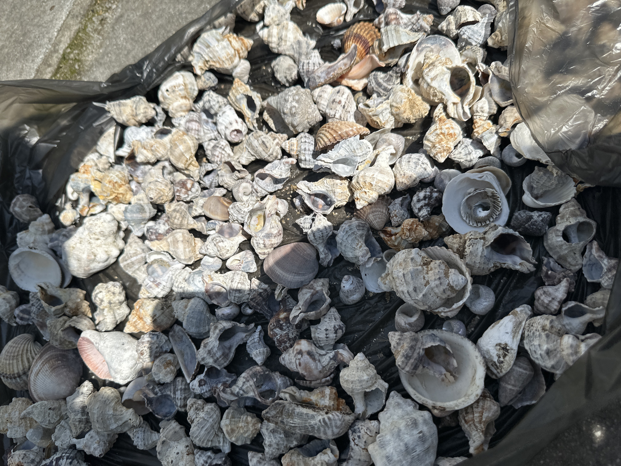 Easter weekend shell collecting documented in coastal Greek town