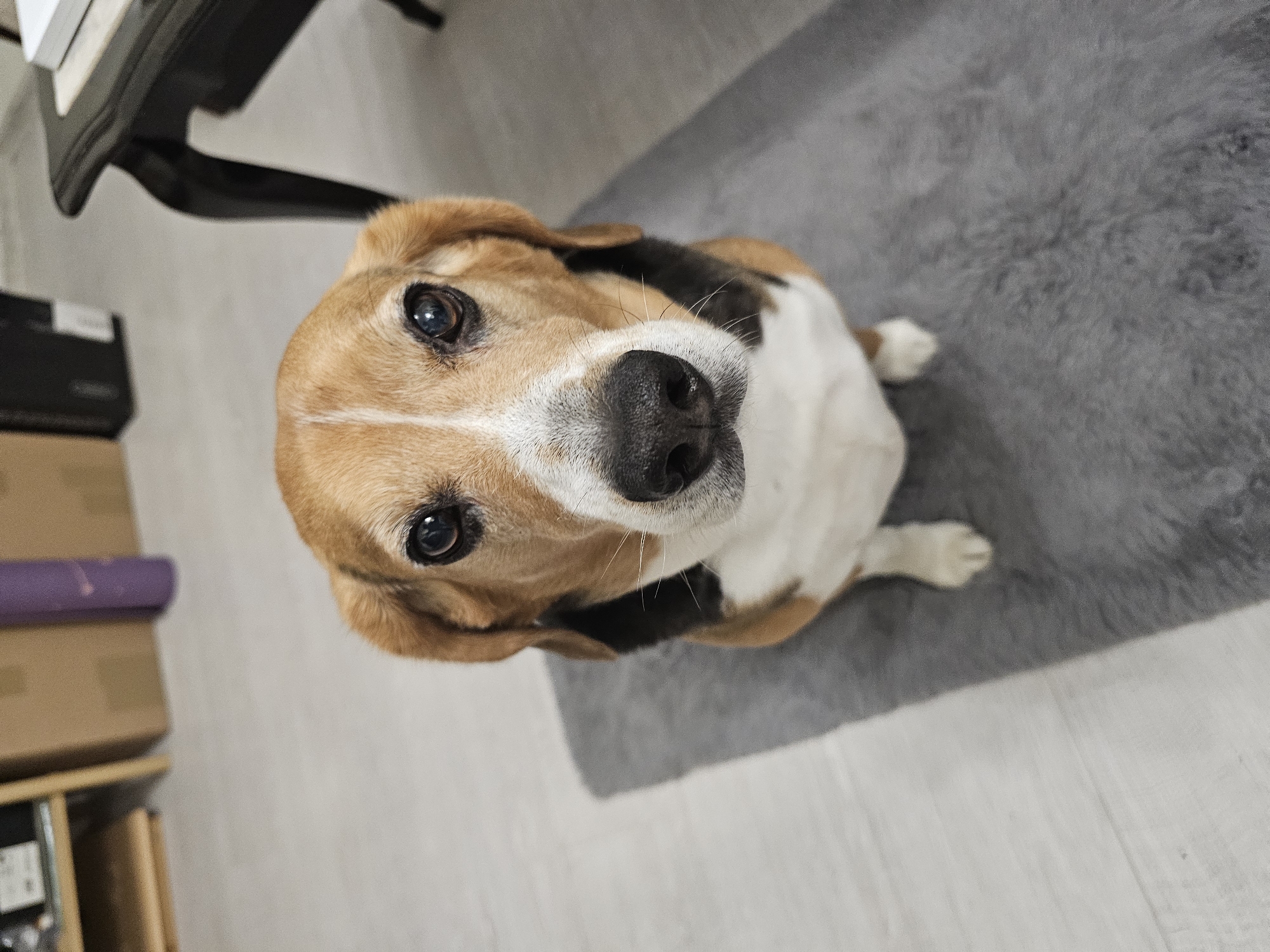 Beagle photographed at home in Burgas, Bulgaria