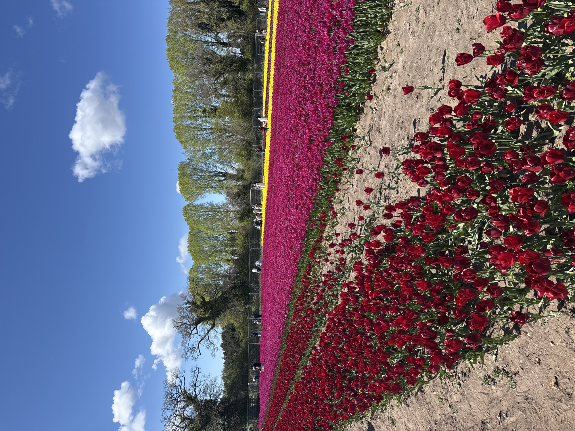 Vibrant tulip fields bloom in Norfolk countryside