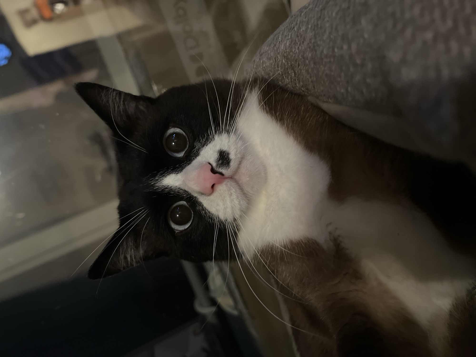 Cat with spotted nose receives gentle petting in Noviy