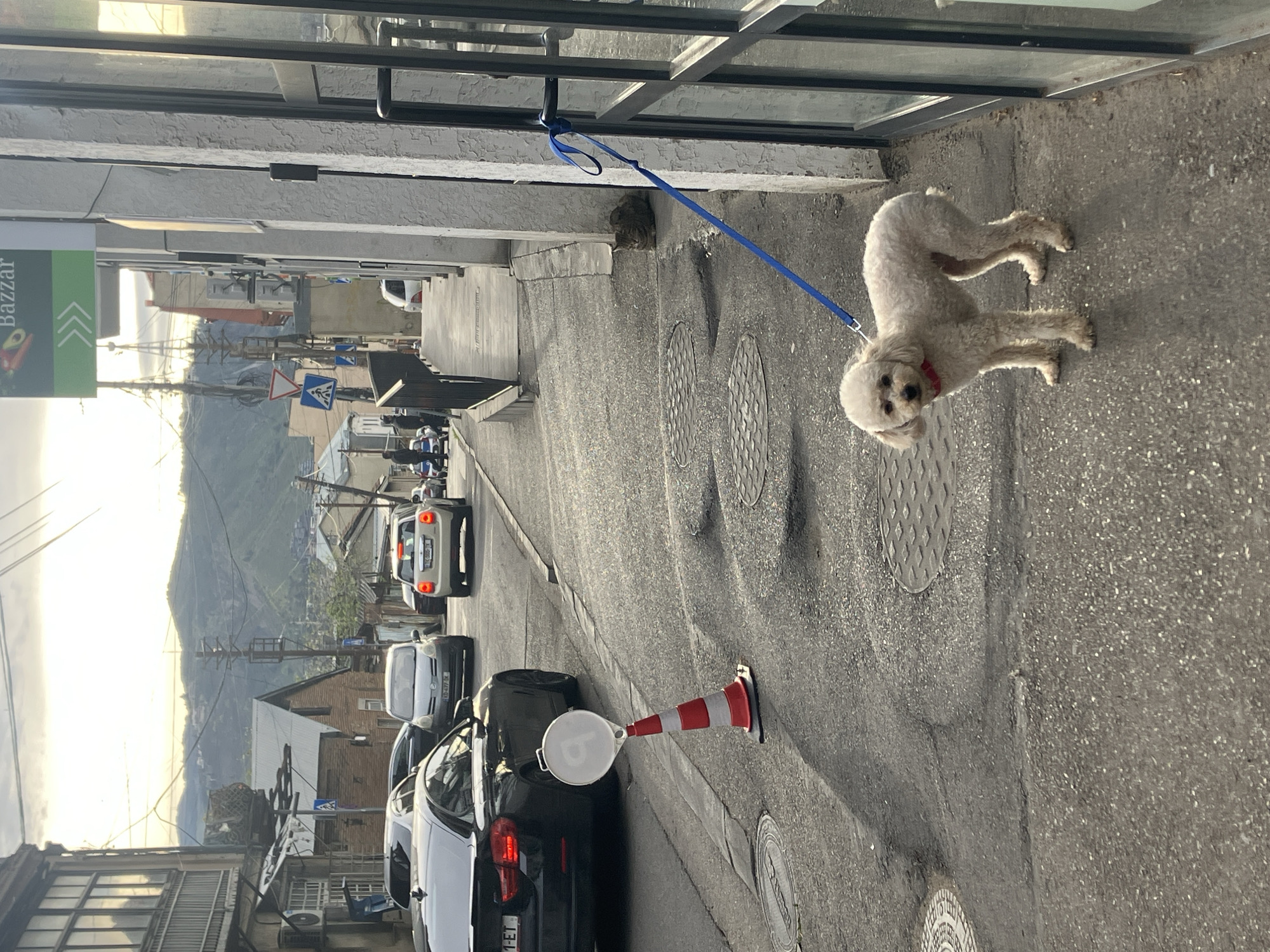 Witness documents street dogs, TV tower in Tbilisi afternoon