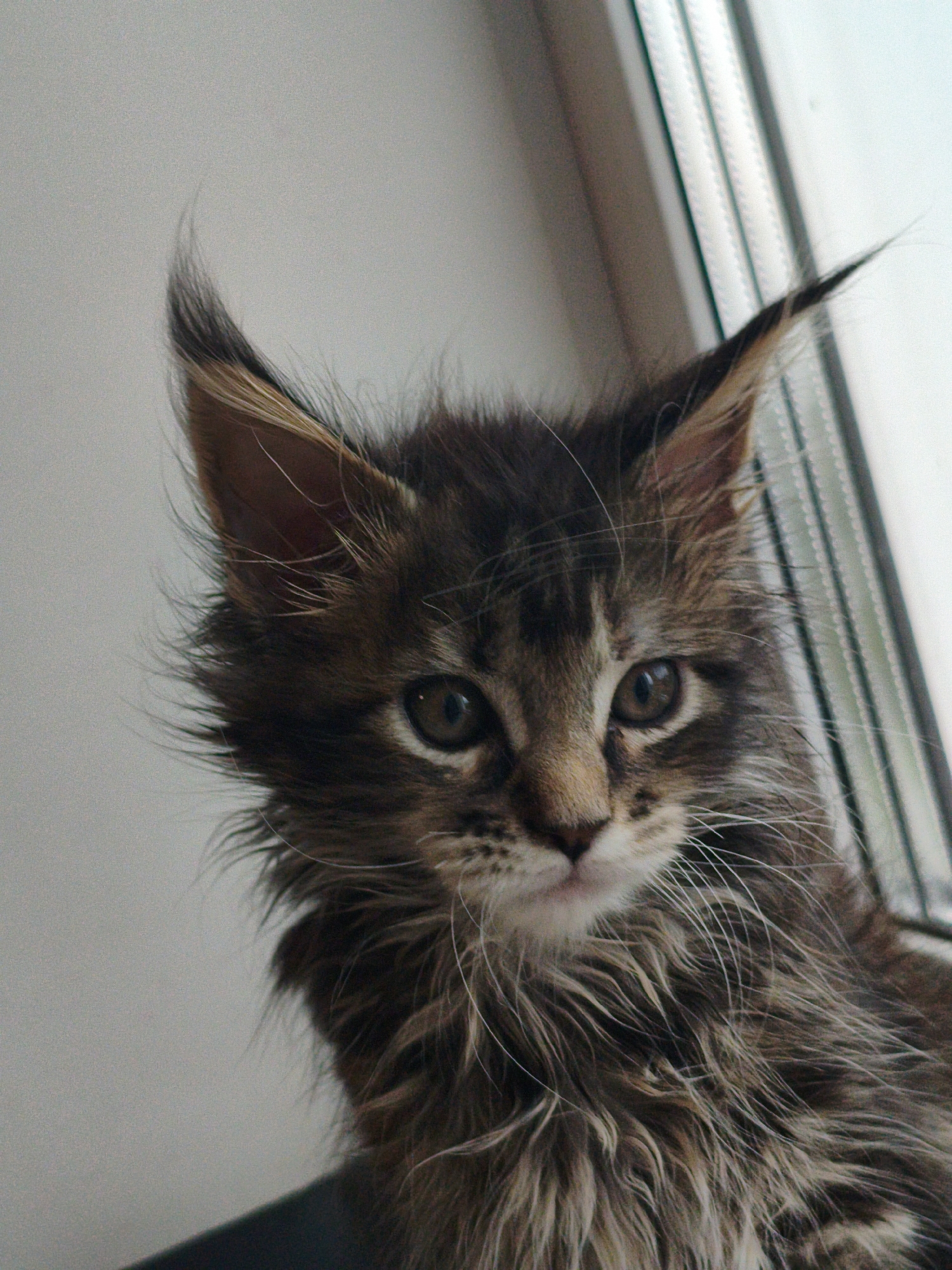 Kitten at the window, playground outside, Ridder morning