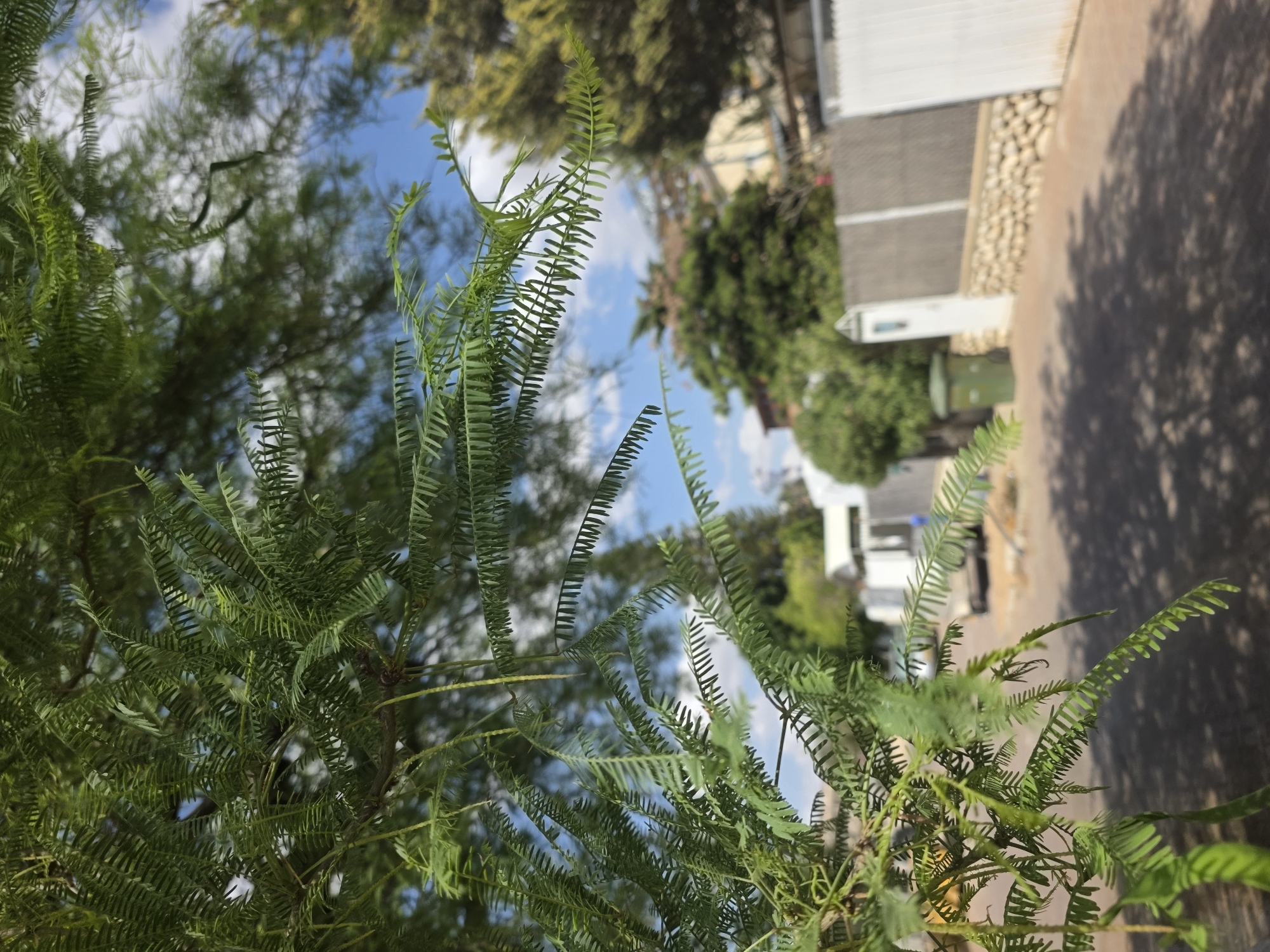Residential street view through foliage captured in Be'er-Sheva