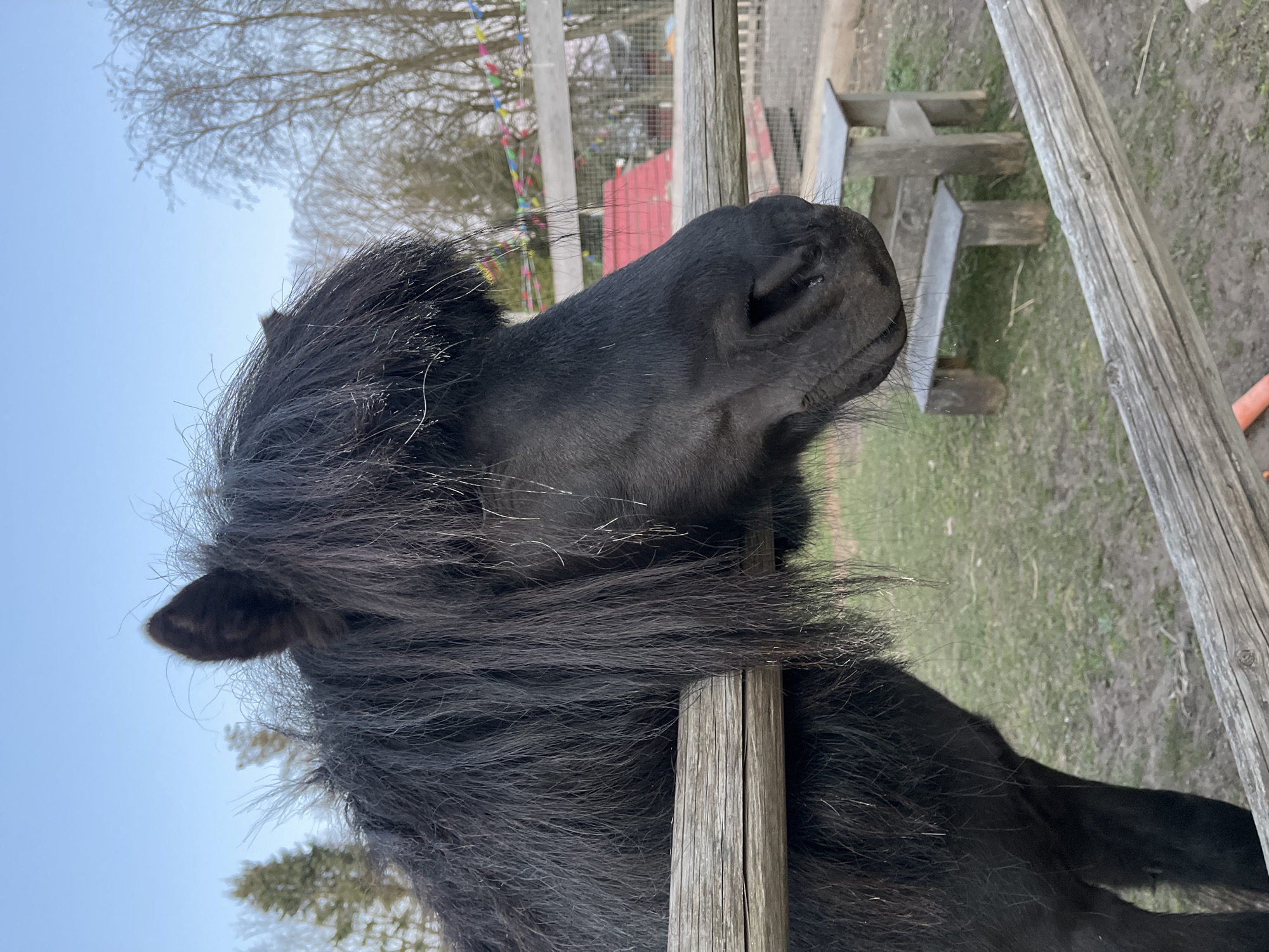 Black horse photographed at paddock in Ādaži, Latvia