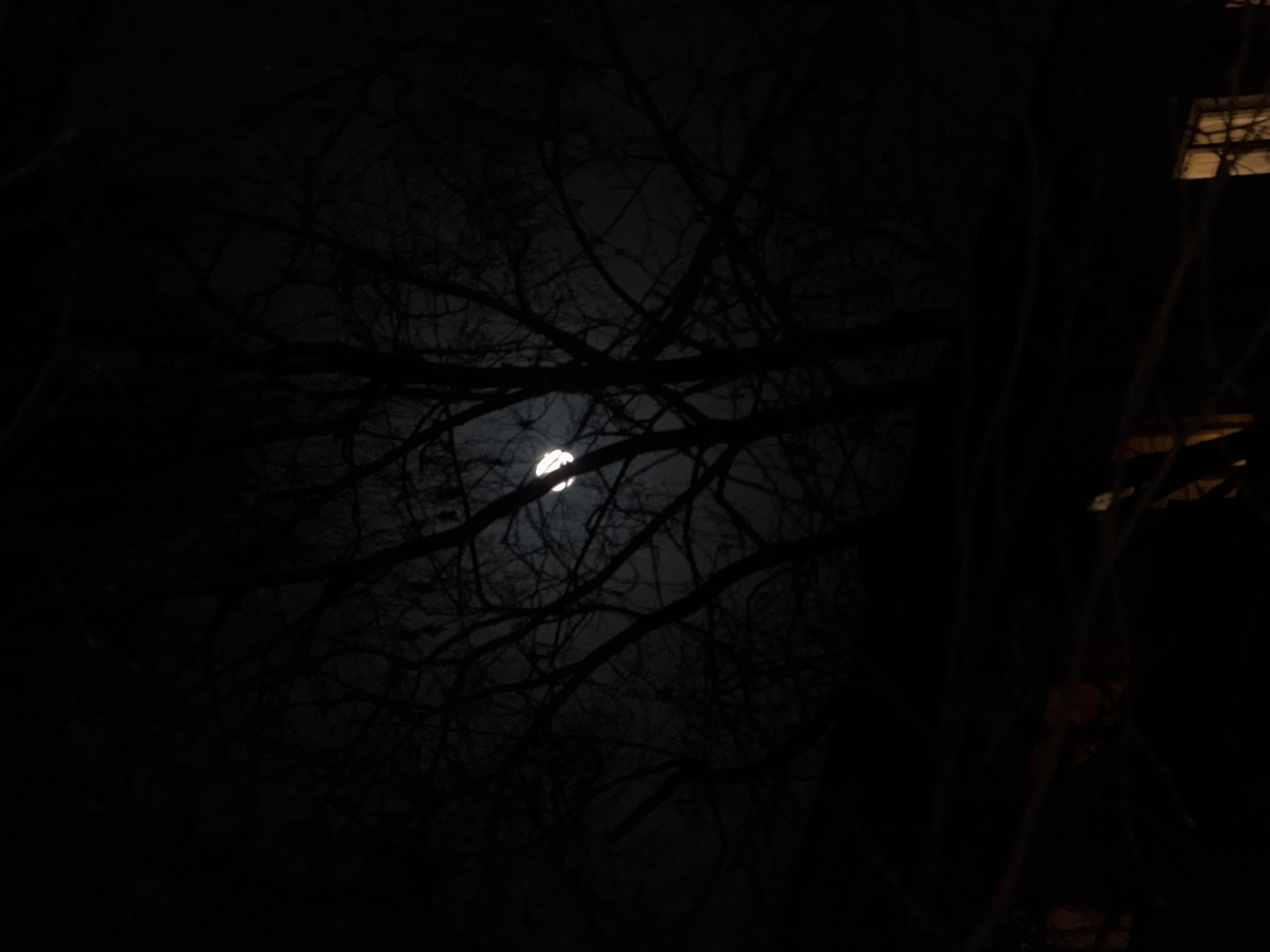 Clouded moon photographed through bare branches in Moscow