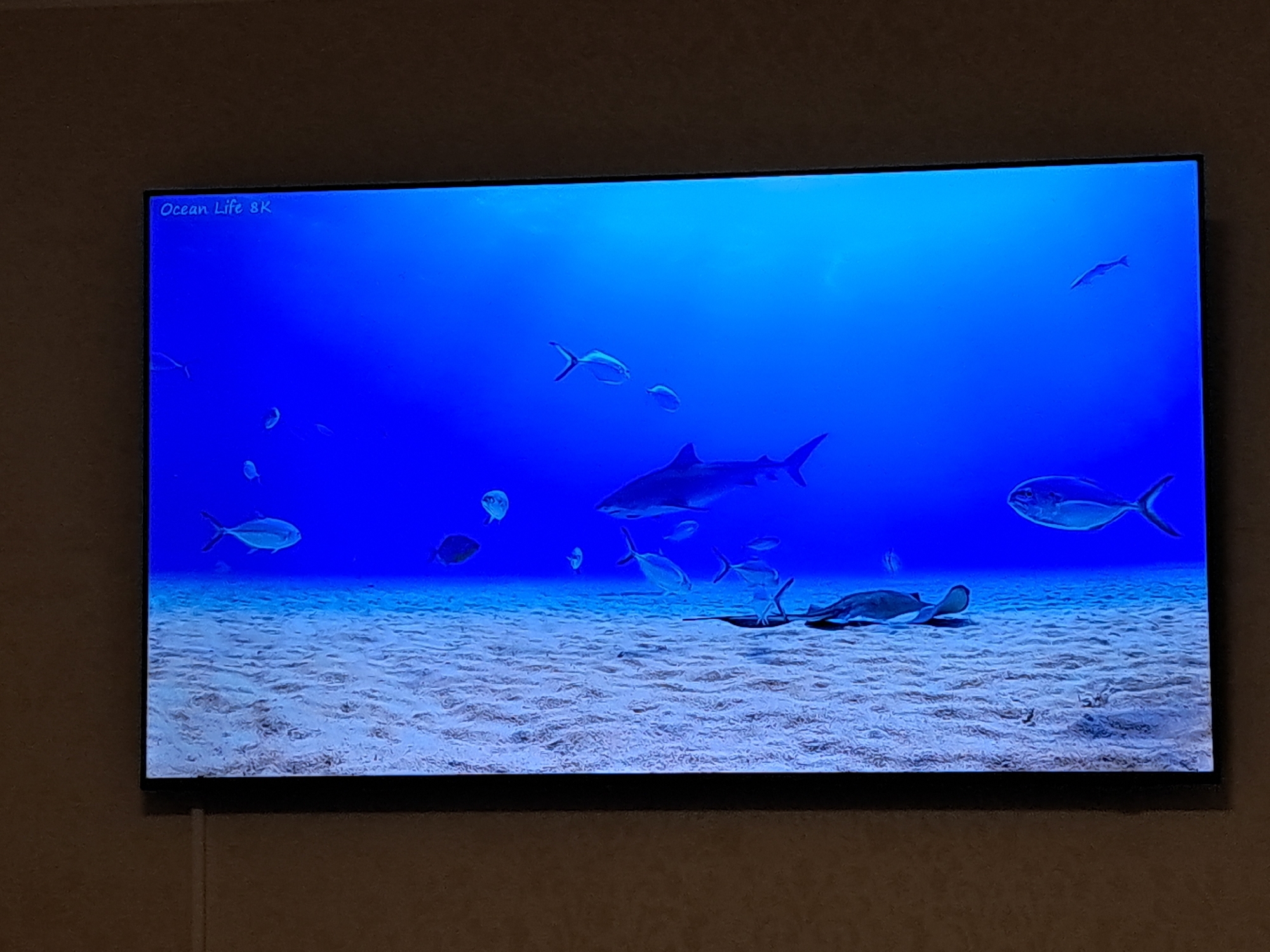 8K ocean wildlife documentary plays on a wall-mounted TV