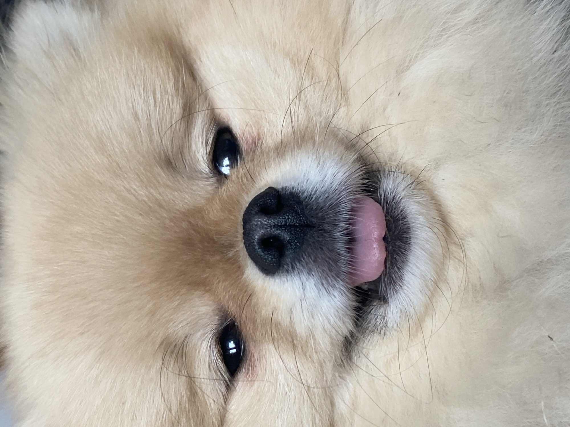 Pomeranian and budgerigar share playful indoor moment together