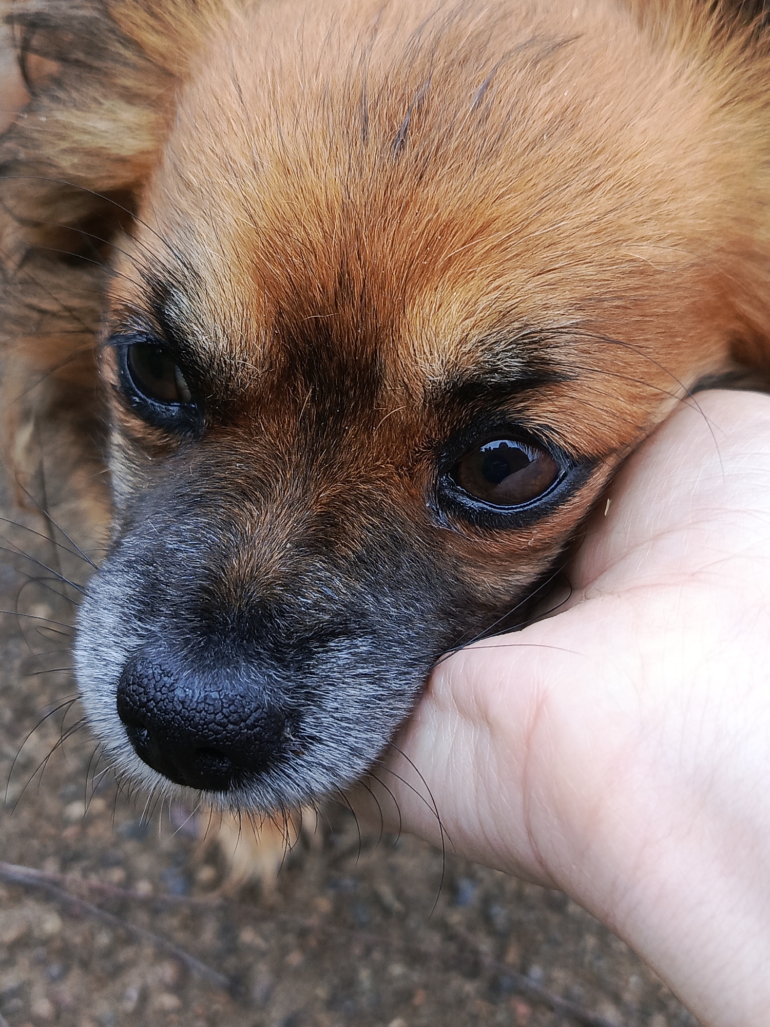Dog and Garden Photography Session Captured in Chaikovsky