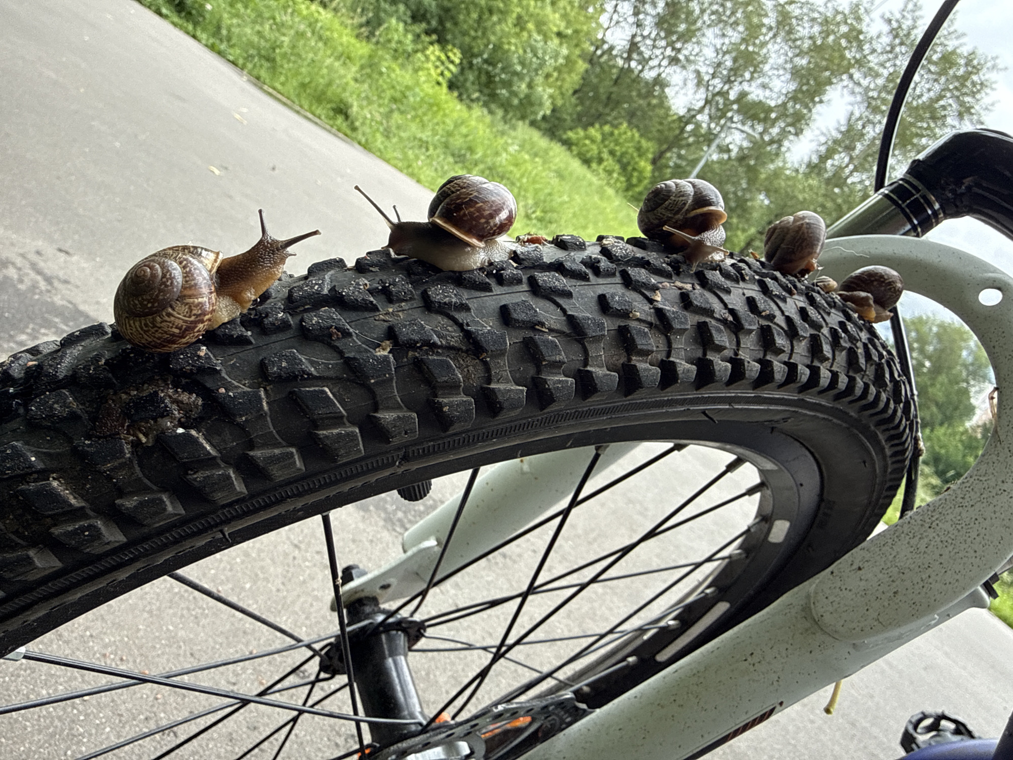 Snails on a bike tire, lily pads, and a Moscow park afternoon