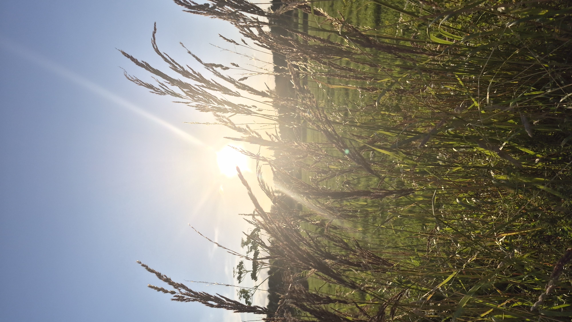 Summer afternoon in Krauja: fields, flowers, and village life